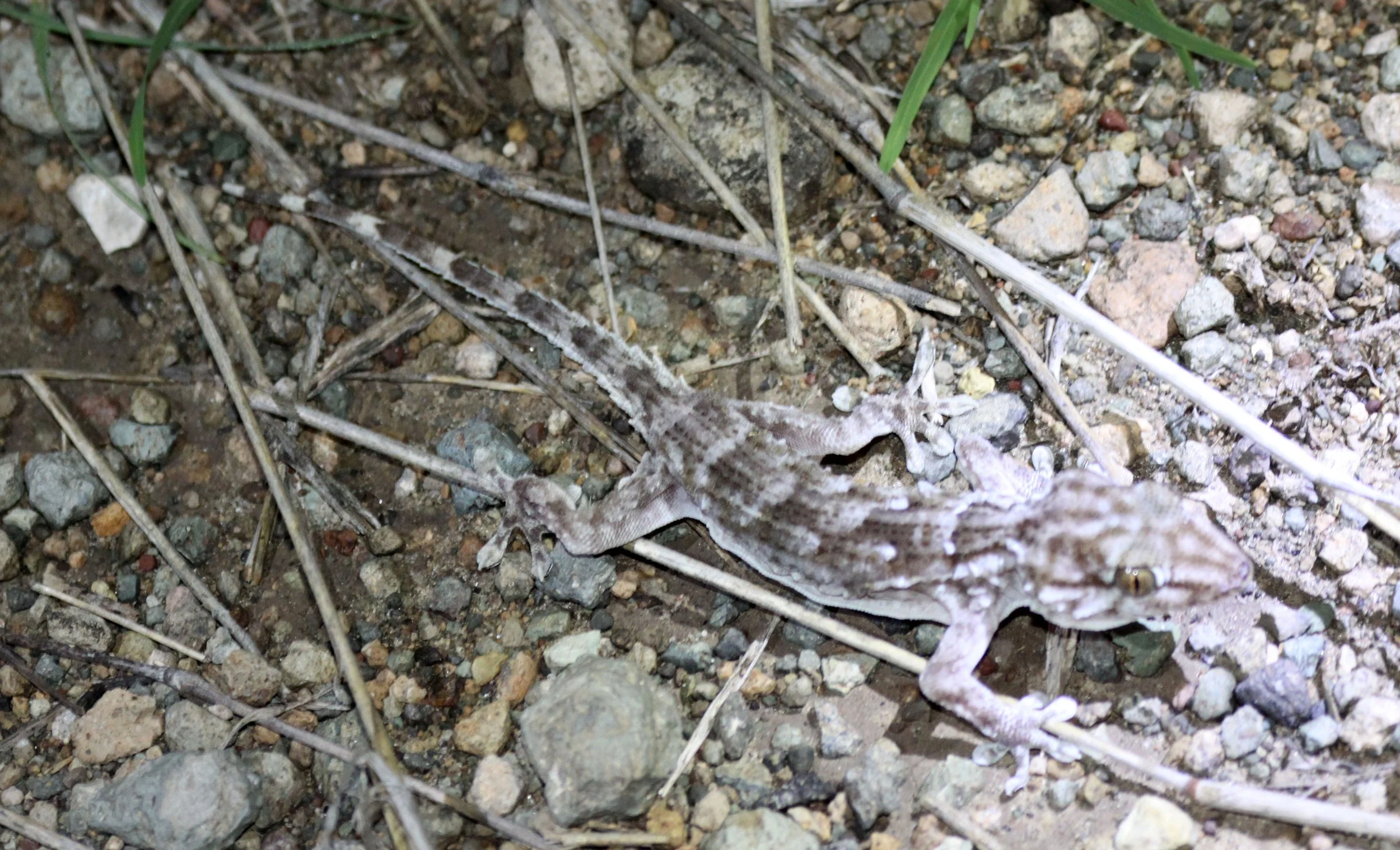 White-spotted Gecko (Tarentola annularis) Ethiopia. Family Phyllodactylidae