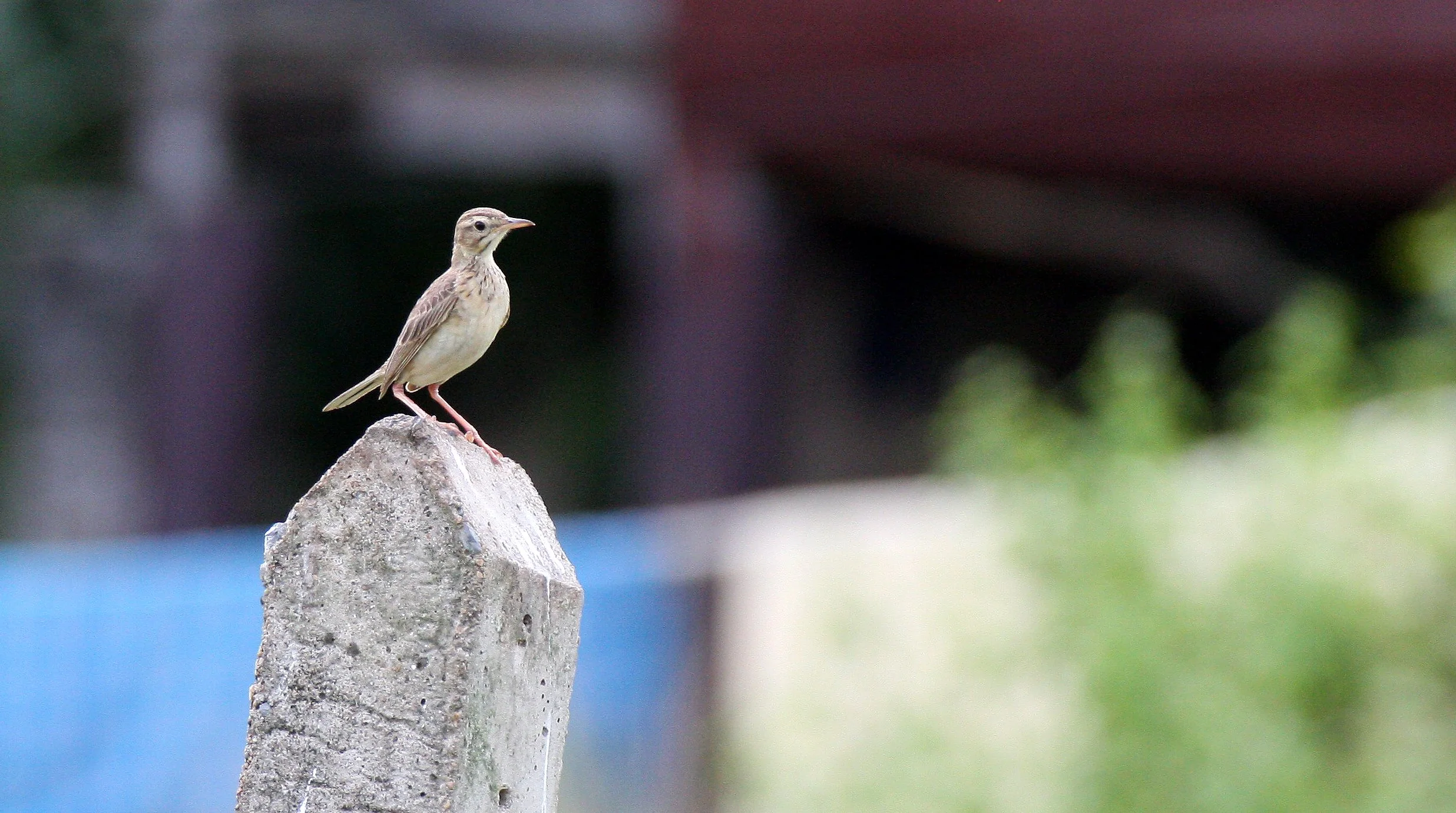 Paddyfield Pipit (Anthus rufulus) NAKHON SI THAMMARAT Thailand (11).JPG