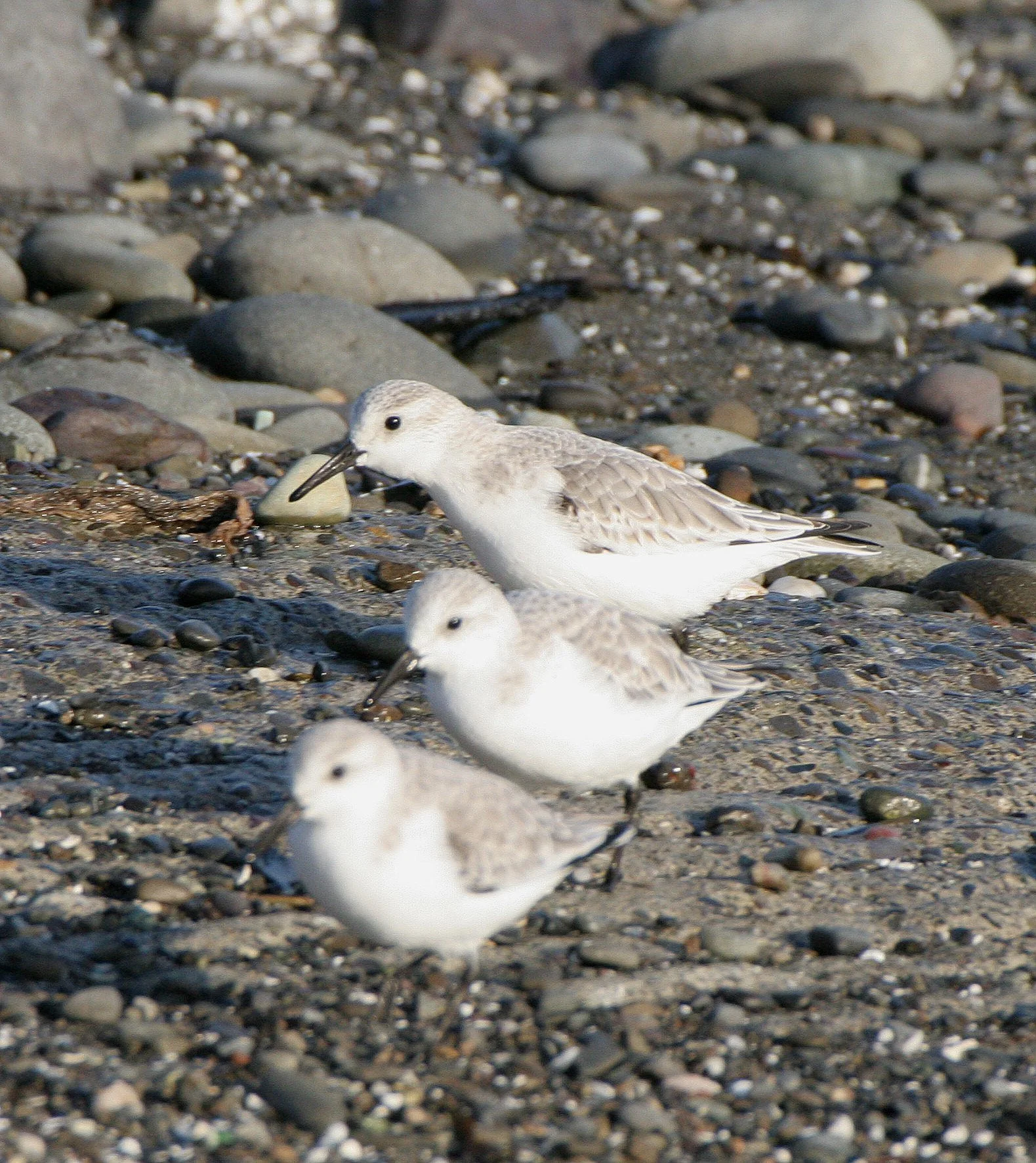 BIRD - SANDERLINGS - EDIZ HOOK PA HARBOR (7).jpg