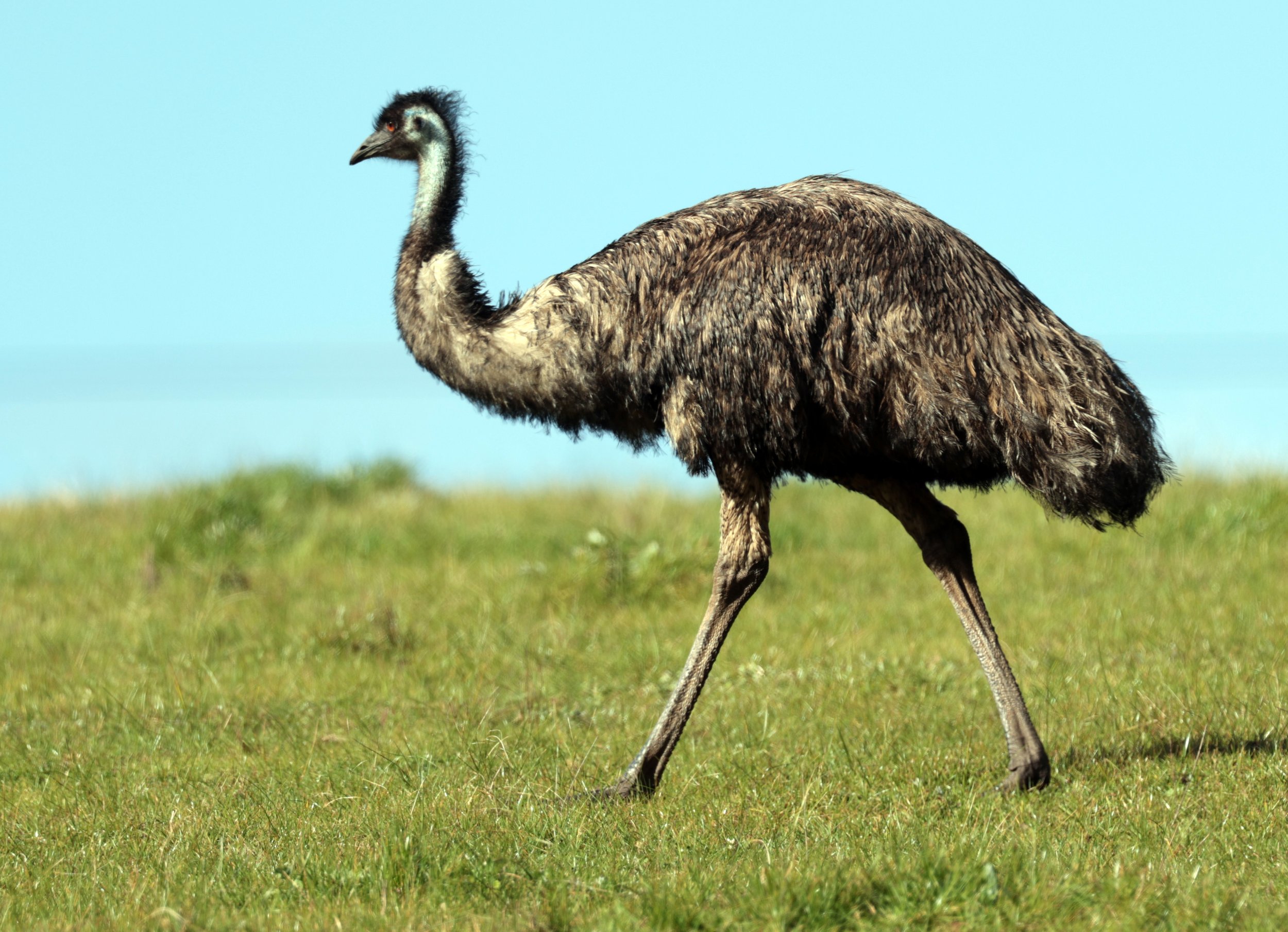 Emu (Dromaius novaehollandiae) Mt Frankland NP - Western Australia (11).jpg