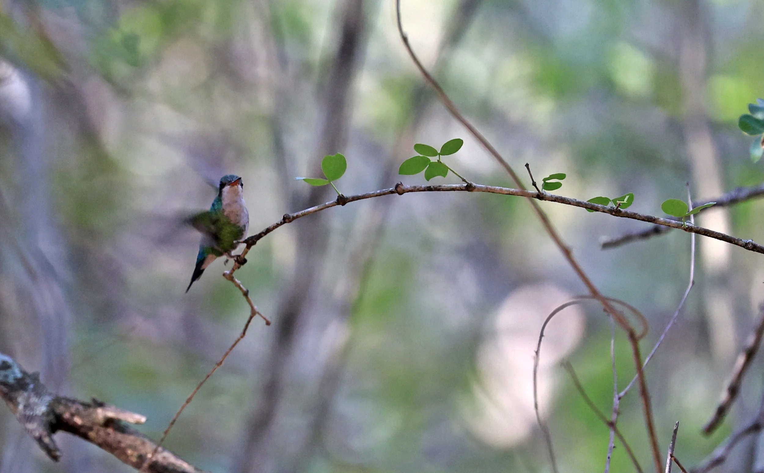 Glittering-bellied Emerald (Chlorostilbon lucidus) Reserva Nueland  Selva Serena (5).jpg