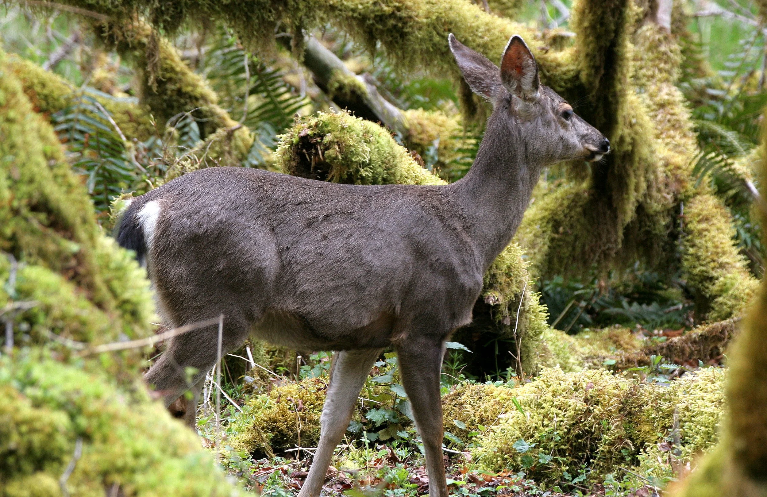 CERVID - DEER - BLACK-TAILED DEER - ELWHA RIVER VALLEY.JPG