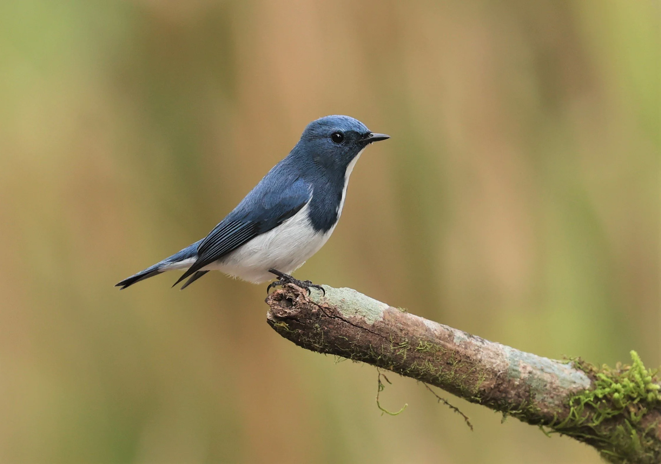FLYCATCHER - ULTRAMARINE FLYCATCHER - Ficedula superciliaris - DOI LANG WEST, DOI PHA HOM POK NP, CHIANG MAI DEC 2021 (30).jpg