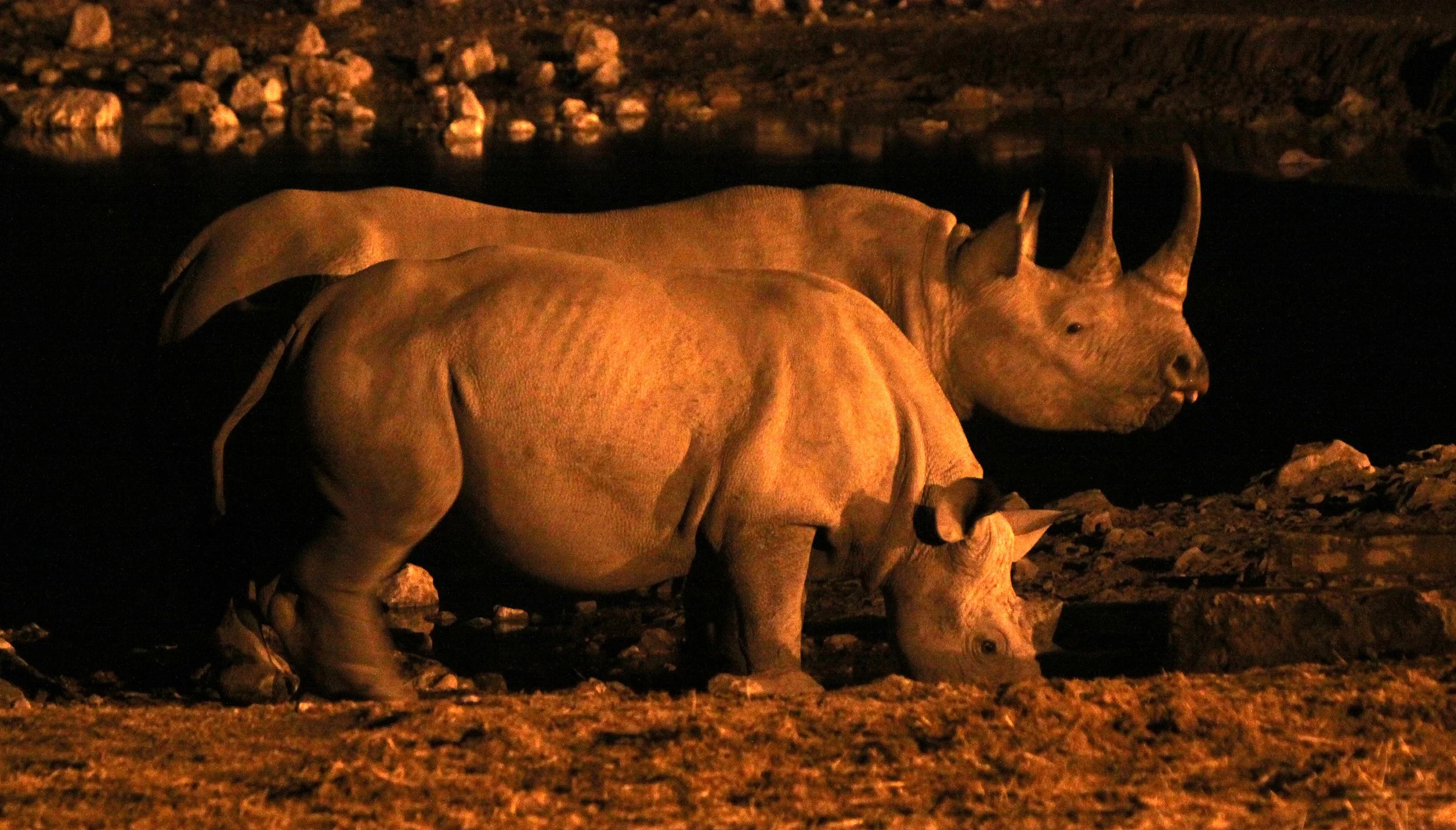 Diceros bicornis occidentalis - SOUTH-WESTERN BLACK RHINO - ETOSHA NATIONAL PARK NAMIBIA (32).JPG