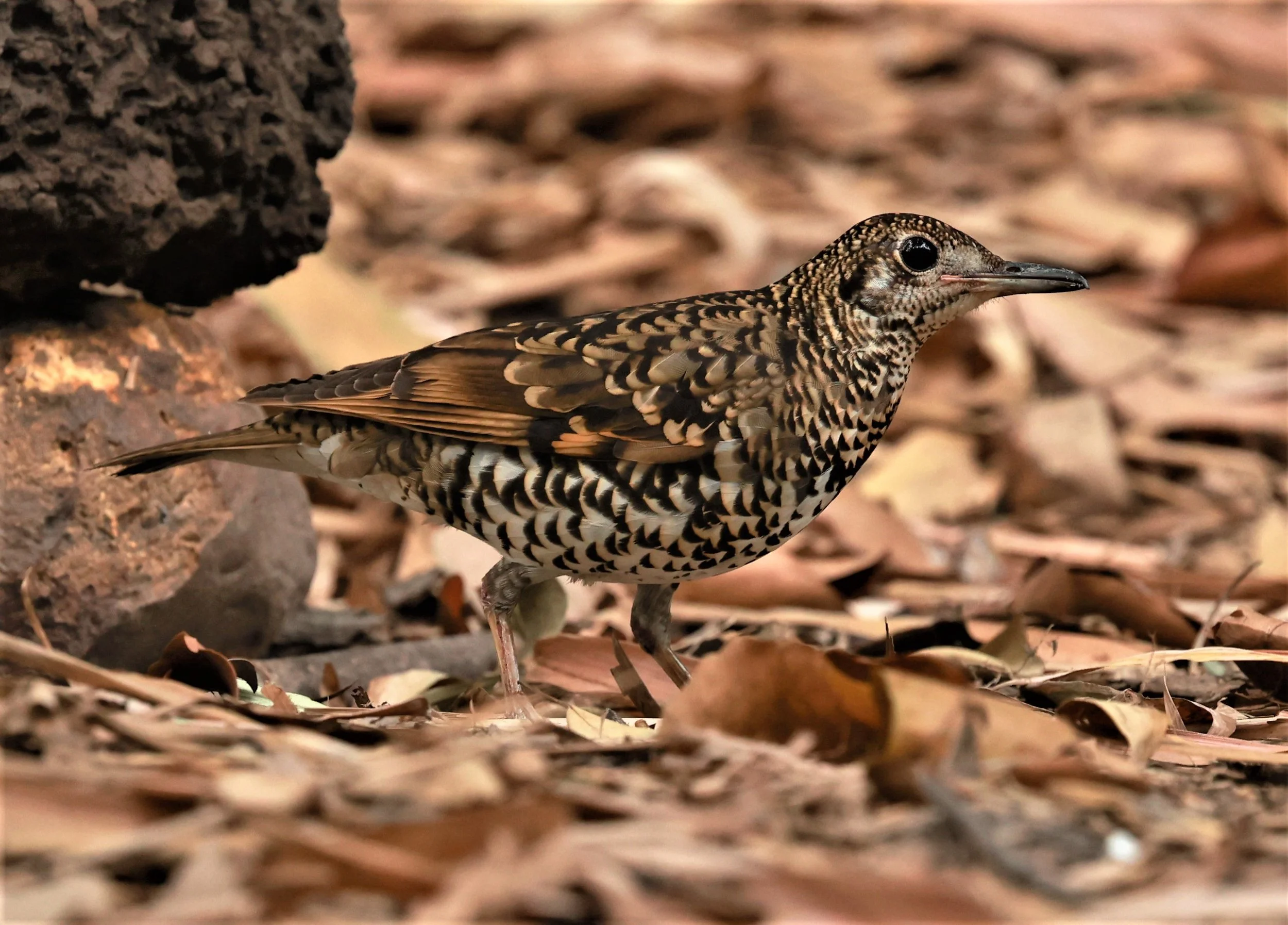 White's Thrush (Zoothera aurea) Putthamonthon Park Nakhon Pathom Thailand (6).jpg