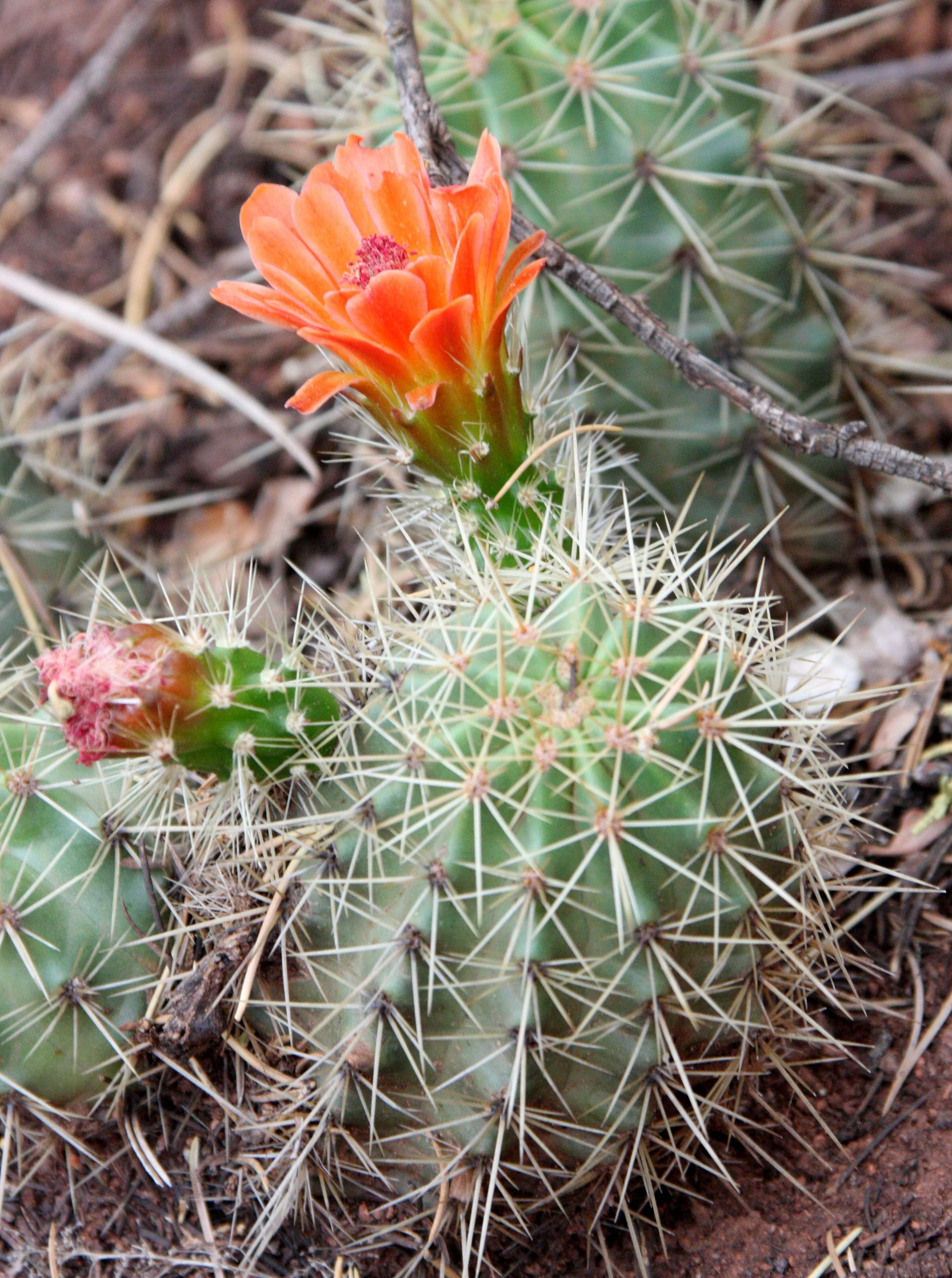 CACTACEAE - Echinocereus triglochidiatus -  - CLARET CUP HEDGEHOG CACTUS - WHITE SANDS NATIONAL MONUMENT (3).JPG
