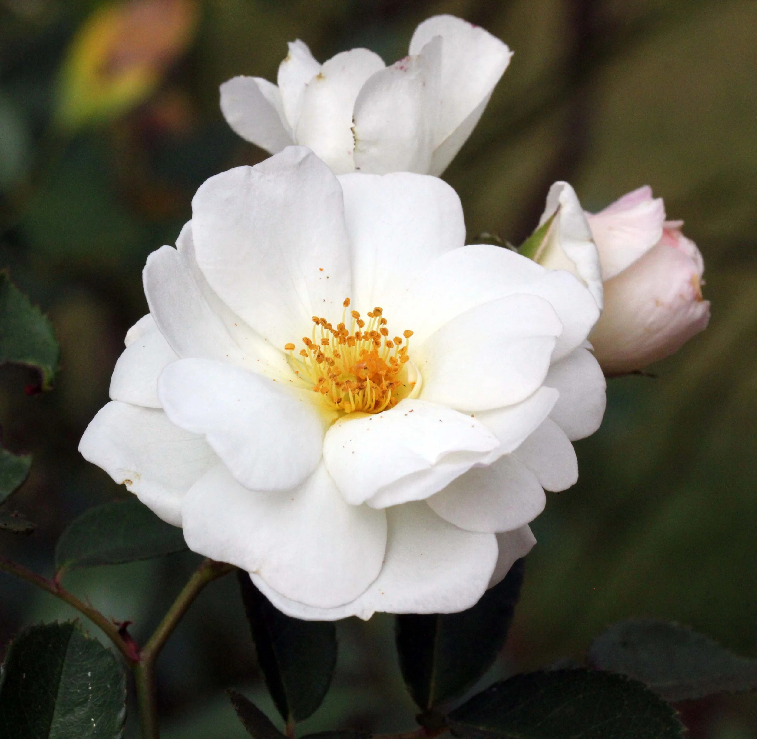 THOLPETTY NATIONAL PARK - THIRUNELLY - KERALA INDIA - PHOTO BY SOM SMITH (70).JPG