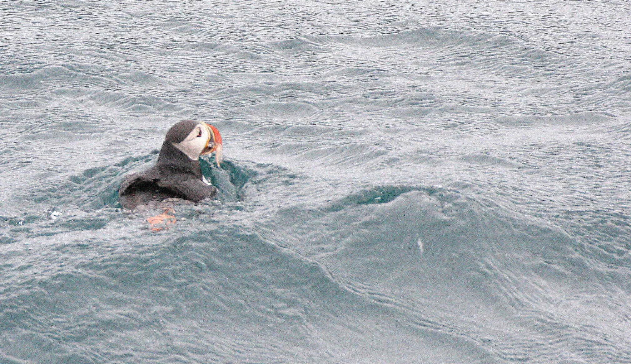 Fratercula arctica - ATLANTIC PUFFIN - SVALBARD (13).jpg
