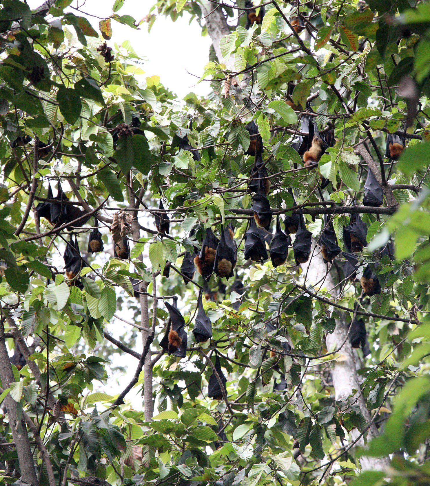 CHIROPTERA - LYLE'S FLYING FOX - SIEM REAP CAMBODIA (7).JPG
