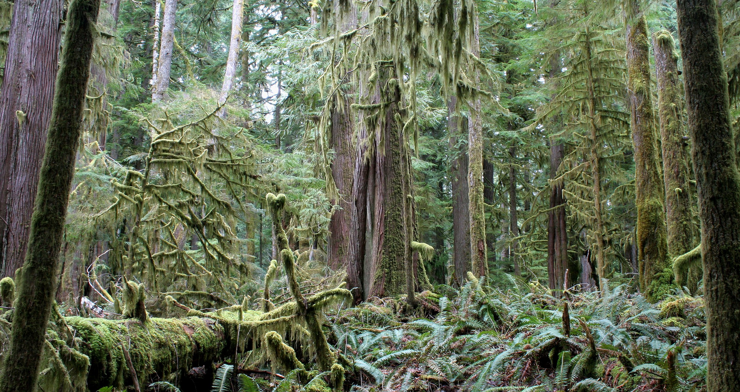 BARNES CREEK AND SURROUNDING FOREST (35).JPG