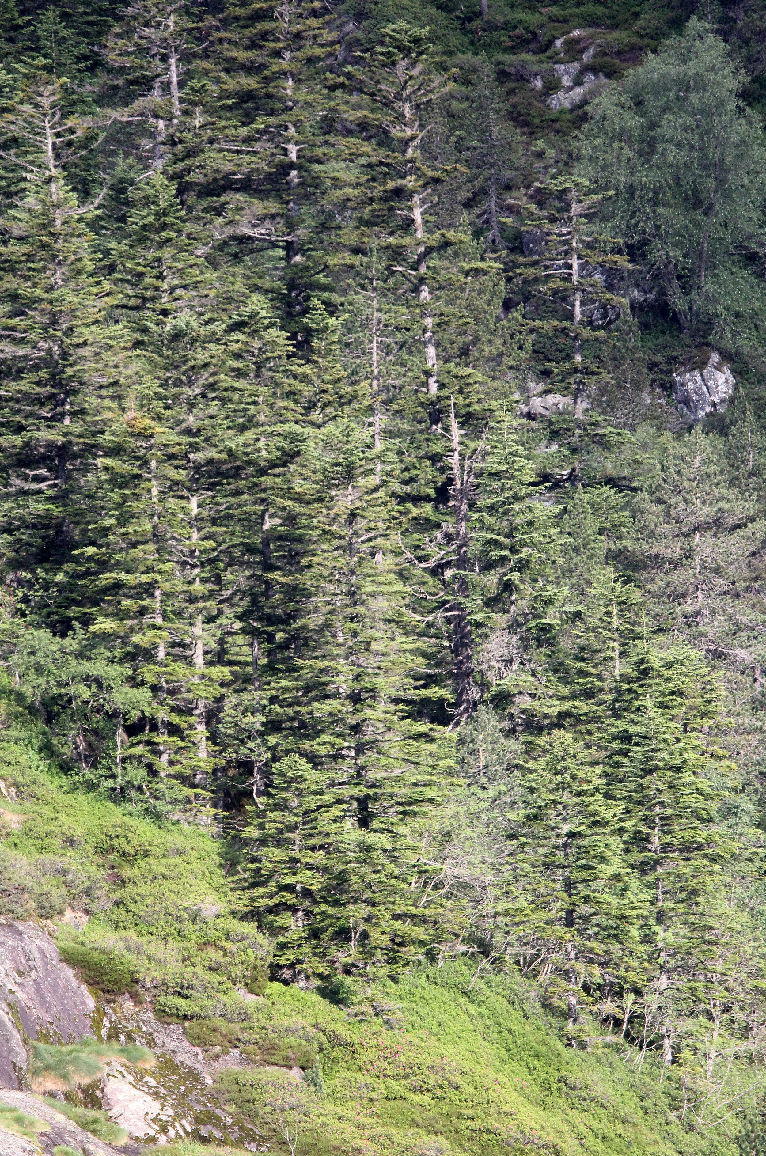 ARRENS MARSOUS PYRENEES NATIONAL PARK FRANCE (10).JPG