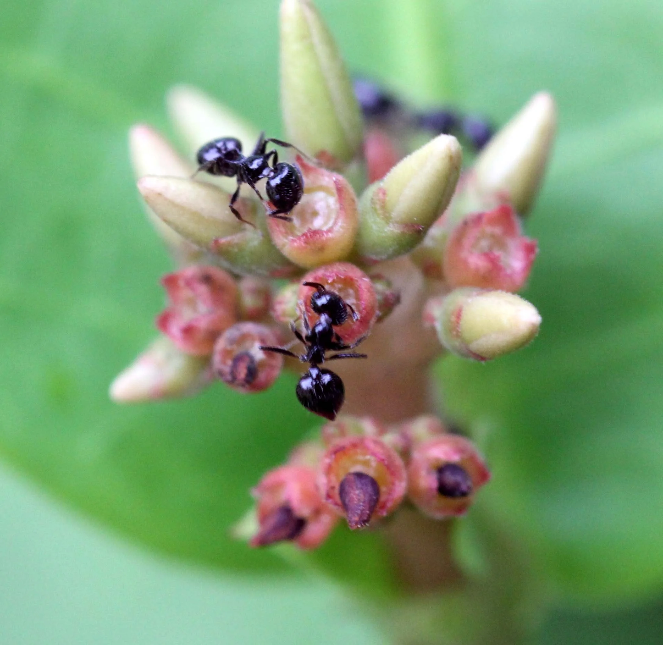 2013 in Nakhonsithammarat and some Krabi with Family (77).JPG