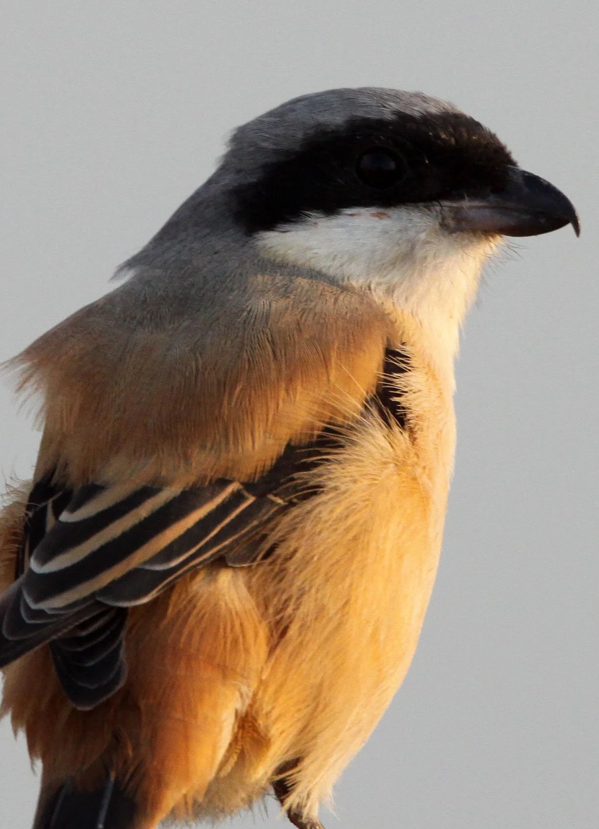 Long-tailed Shrike (Lanius schach) Poyang Lake Jiangxi Province China (8).JPG