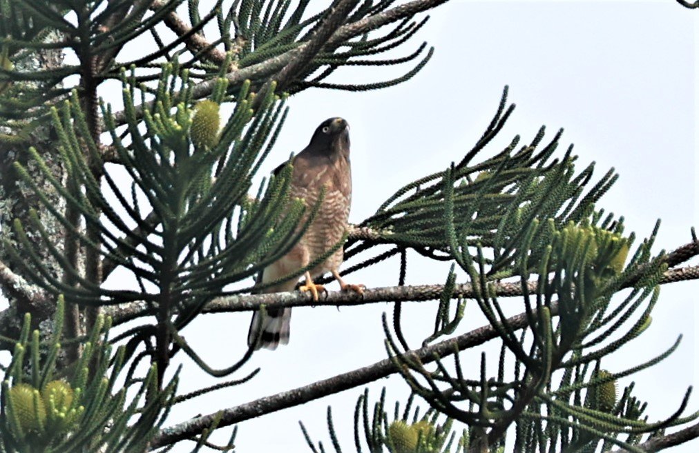 Hawk - Roadside Hawk - Rupornis magnirostris - Rio de Janeiro Brazil July 2023, Day 2-3 (2).jpg