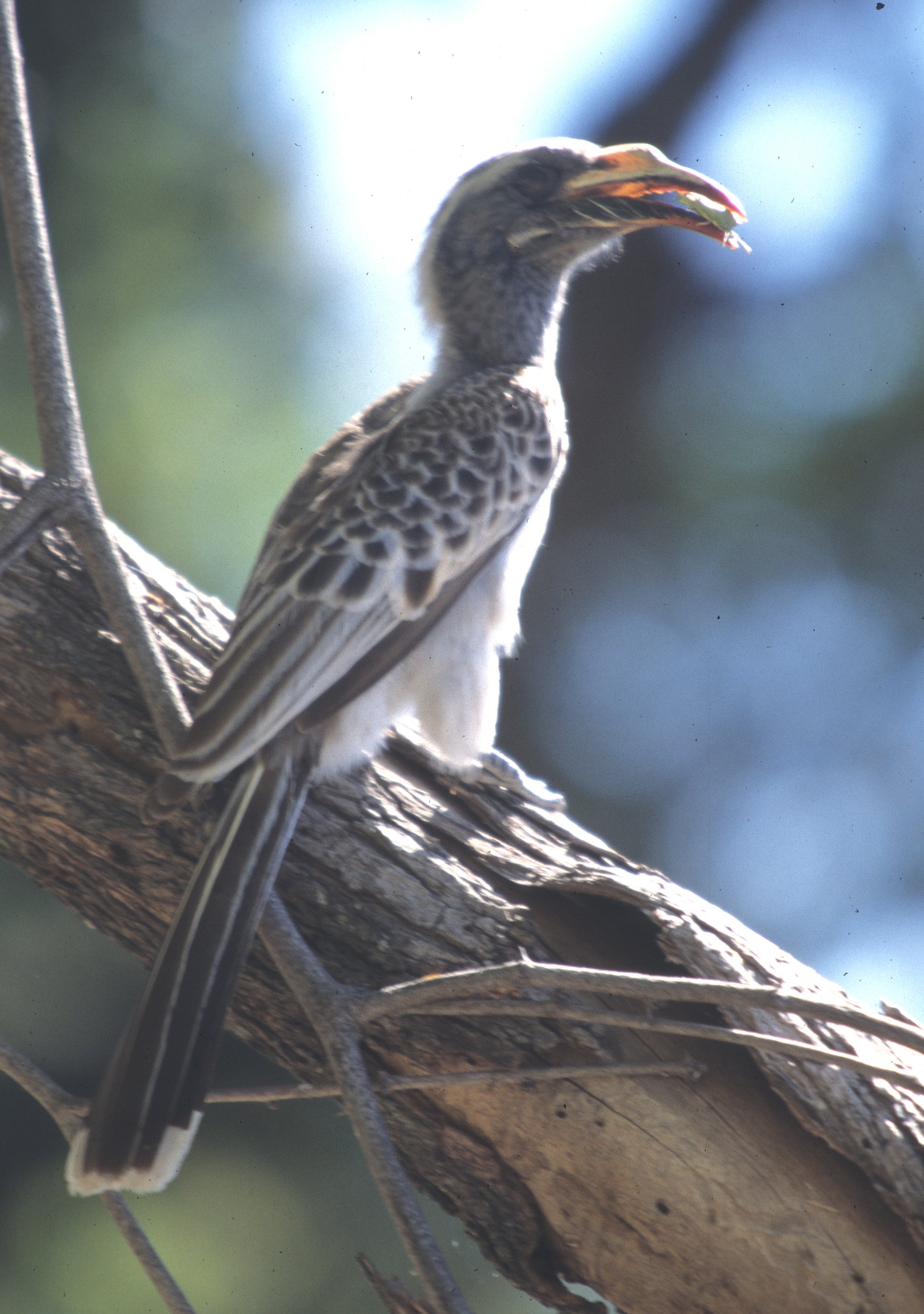 BIRDS - HORNBILL - GREY - KRUGER A.jpg