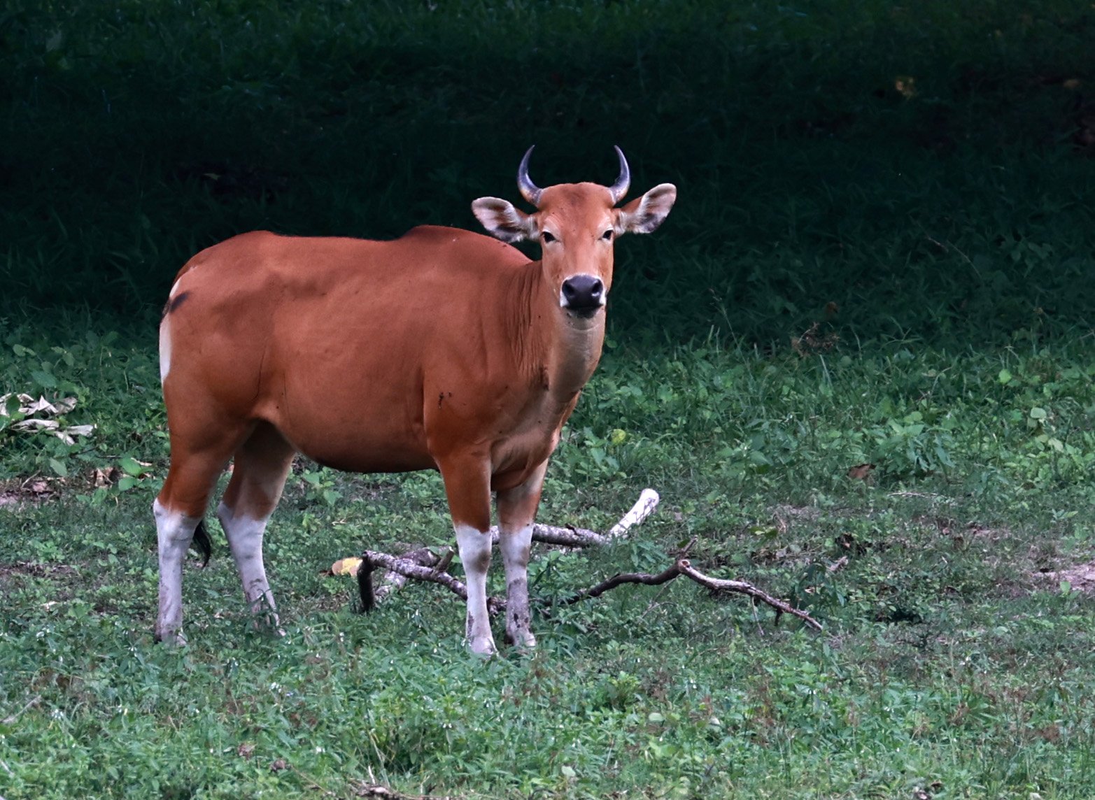 Banteng typically favor open, dry deciduous and dry dipterocarp forests with grassy glades. They prefer low-slope areas at elevations between 600–700 meters, especially those near natural saltlicks and water sources.