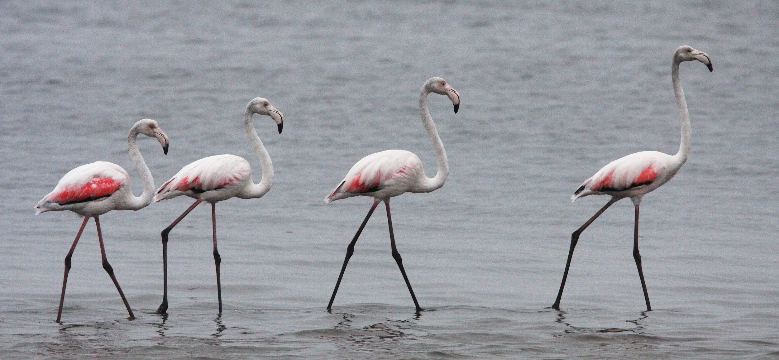 Phoenicopterus roseus - Greater Flamingo - Walvis Bay Namibia (3).JPG