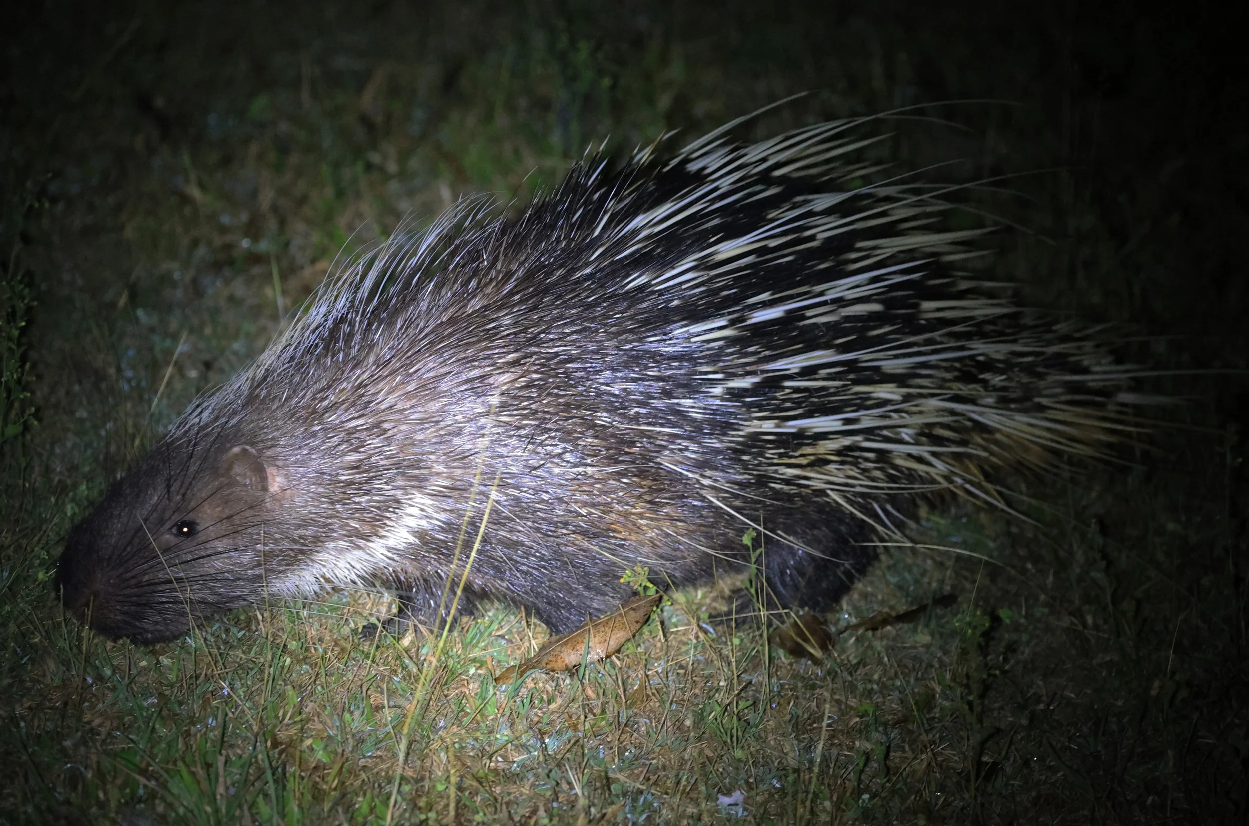 East Asian Porcupine (Hystrix brachyura) Khao Yai National Park Feb 2026 Day 2 (11).jpg