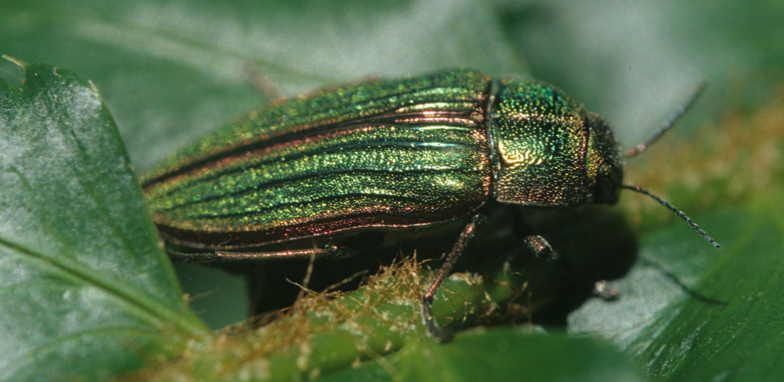 INVERTS - COLEOPTERA - BUPRESTIS AURULENTA.jpg