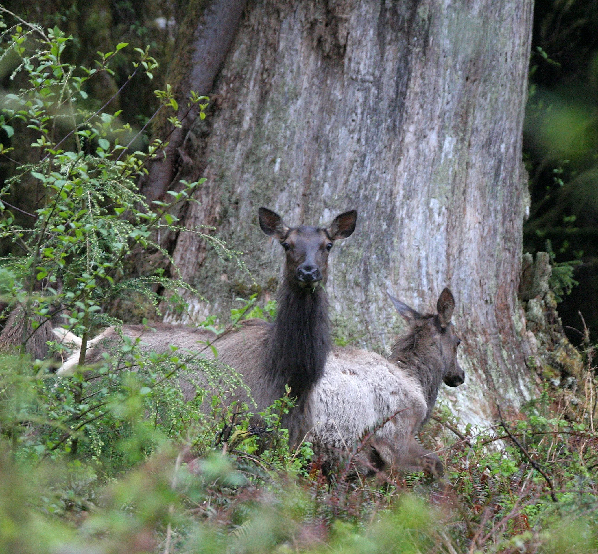 CERVID - ELK - ROOSEVELT ELK - CERVUS ELAPHUS ROOSEVELTI - HOH RIVER VALLEY - ONP WA (10).JPG