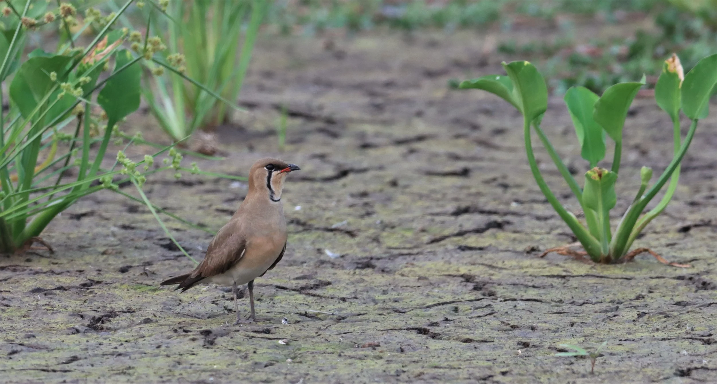 PRATINCOLE - ORIENTAL PRATINCOLE - Glaveola maldivarum -  PATHUM THANI RICE RESEARCH CENTER (2).jpg