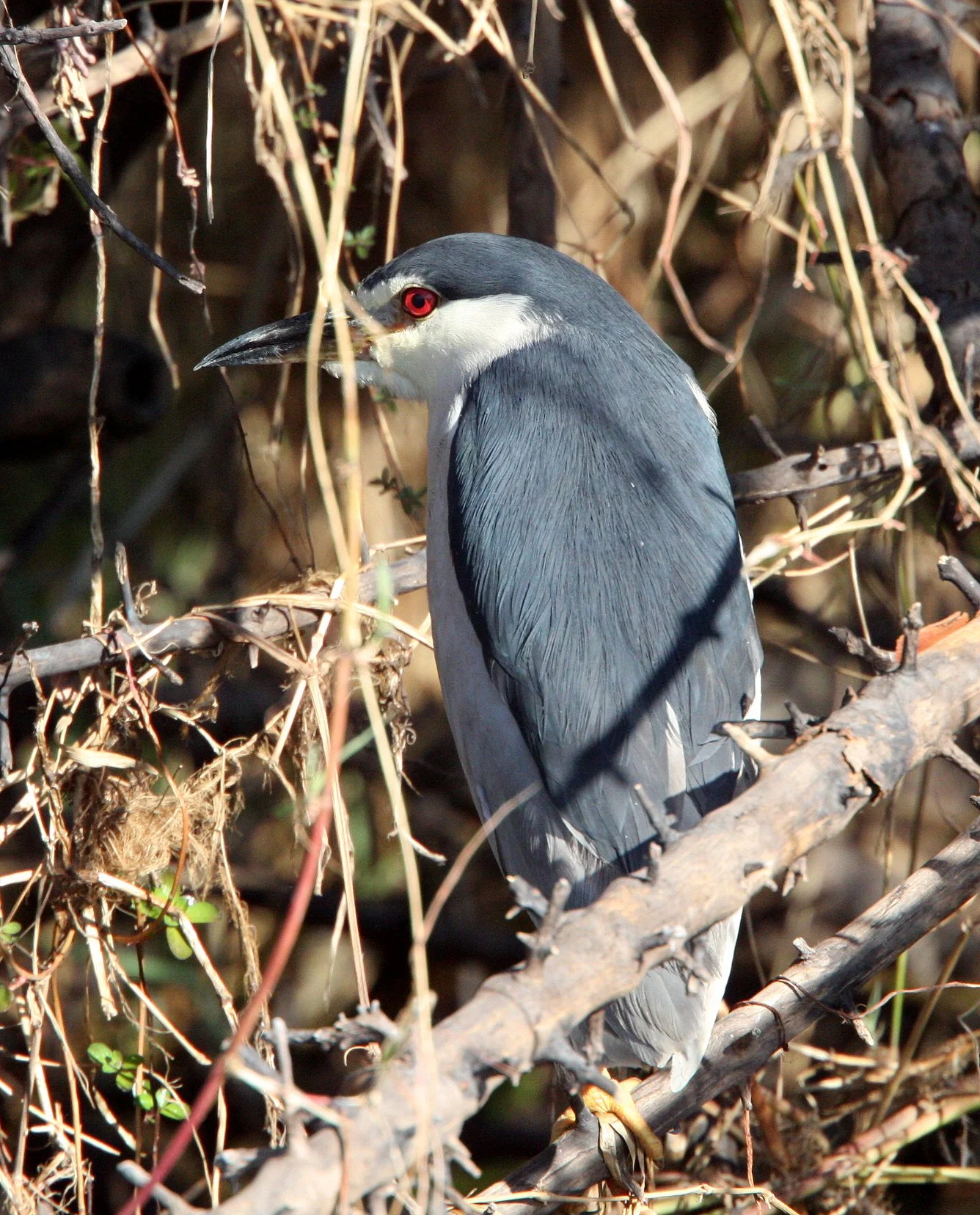 HERON - BLACK-CROWNED NIGHT HERON - Nycticorax nycticorax - CHOBE NATIONAL PARK BOTSWANA (65).JPG