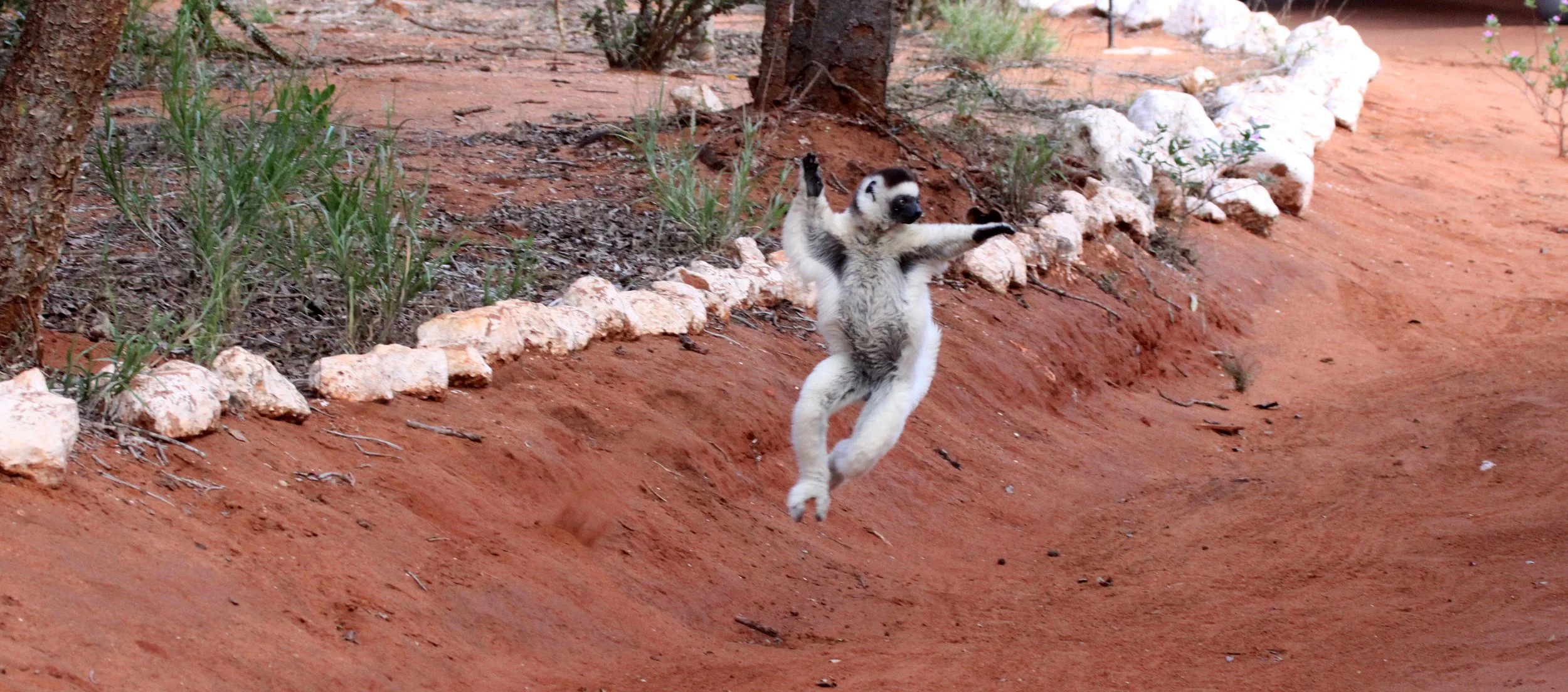 INDRIIDAE - Propithecus verreauxi - VERREAUX'S SIFAKA - ANDOHAHELA NATIONAL PARK MADAGASCAR (49).JPG