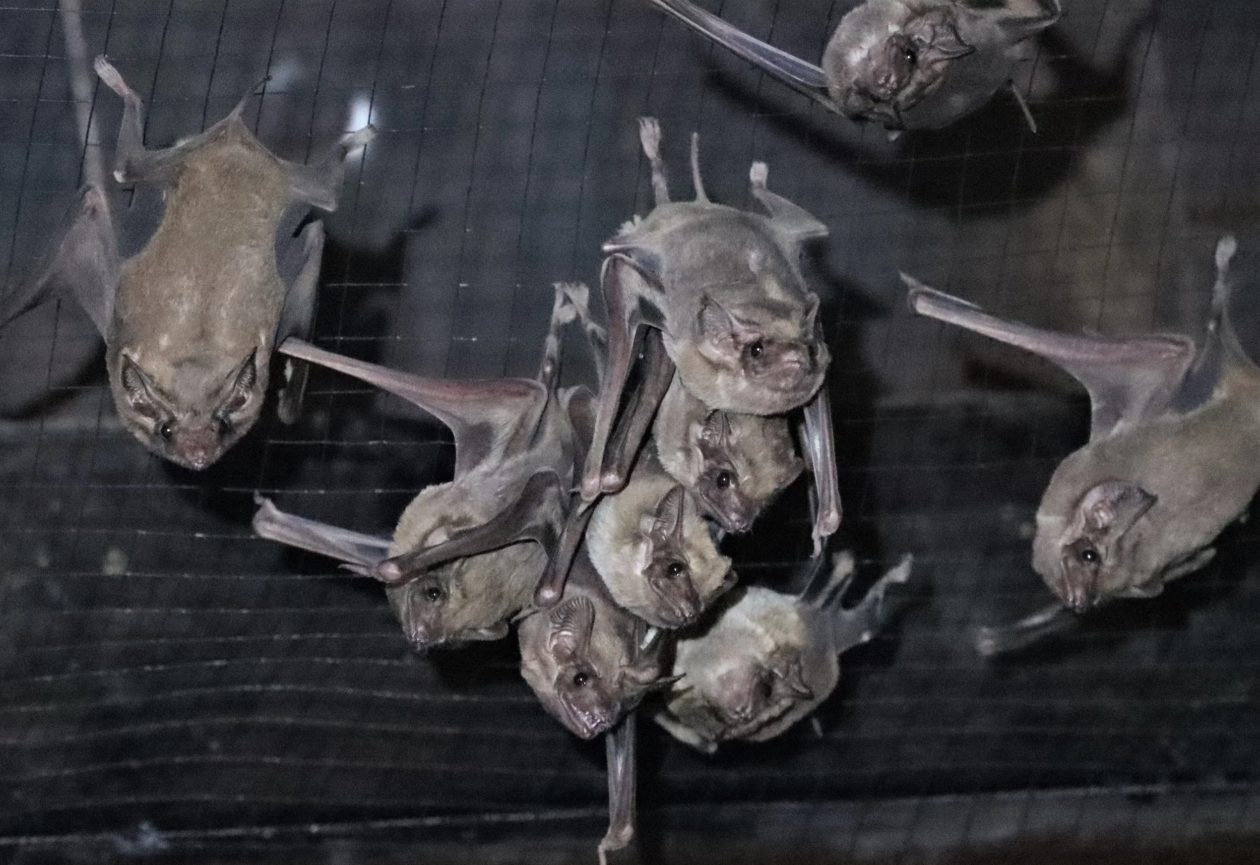 Taphozous melanopogon - BLACK-BEARDED TOMB BAT - WAT PRATHAISAWAN AYUTTHAYA (20).jpg