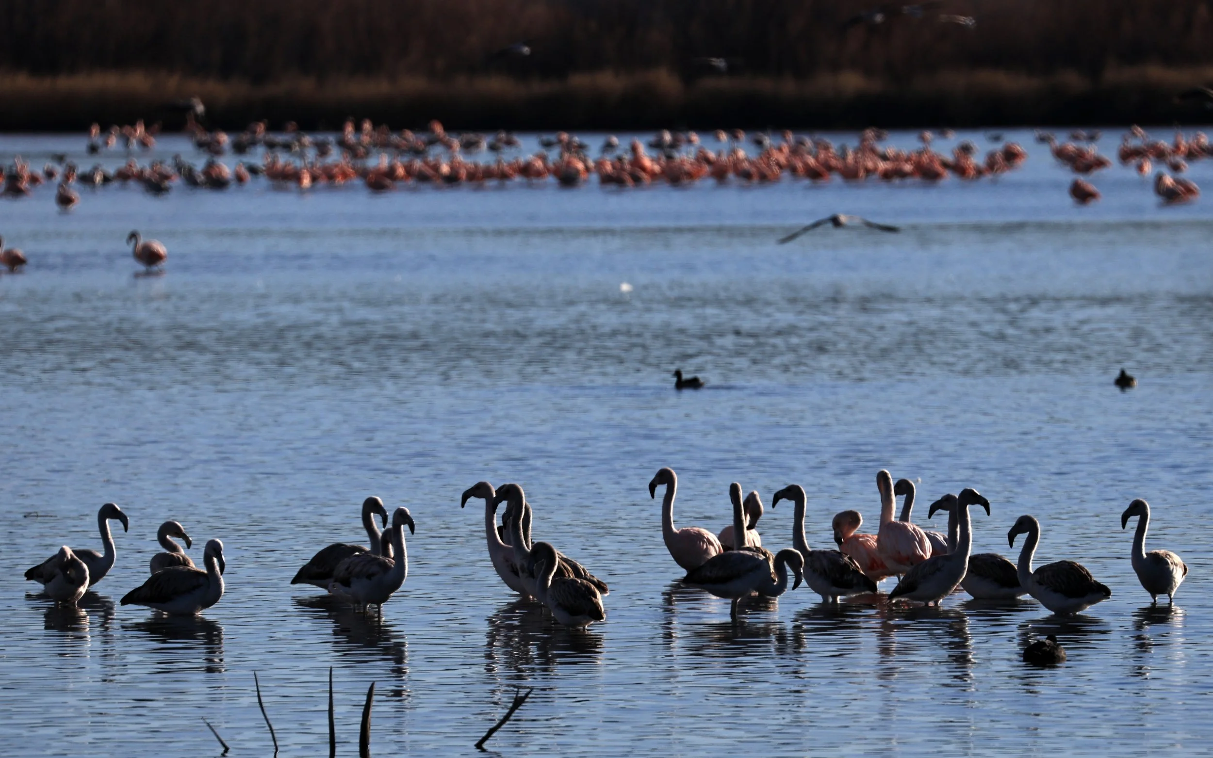 Chilean Flamingo (Phoenicopterus chilensis) Lagunas del Ornitólogo, Trelew Argentina (50).jpg