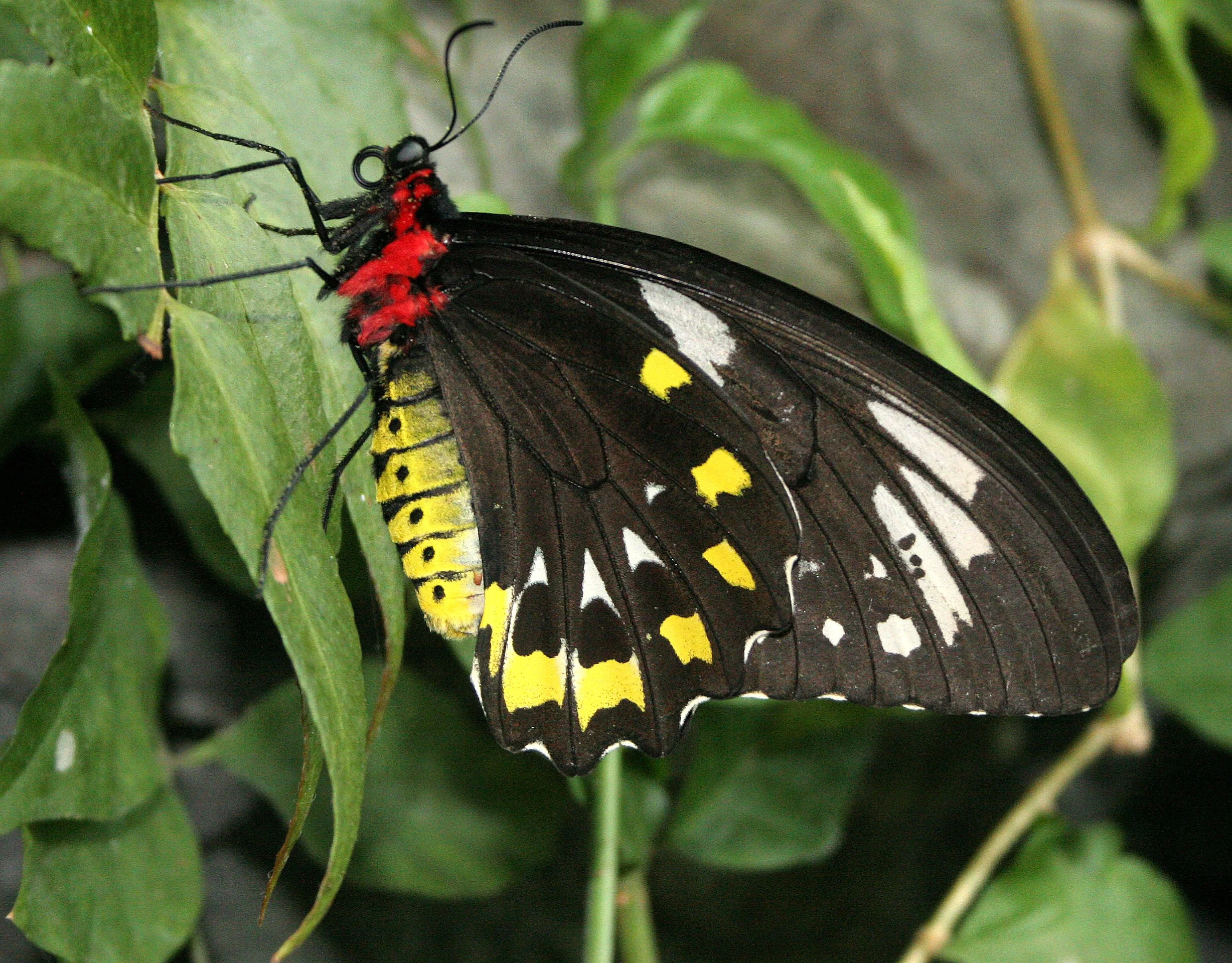 2008-3-31 CHICAGO SPRING TRIP - PEGGY BARTEAON NATURE MUSEUM (8).JPG