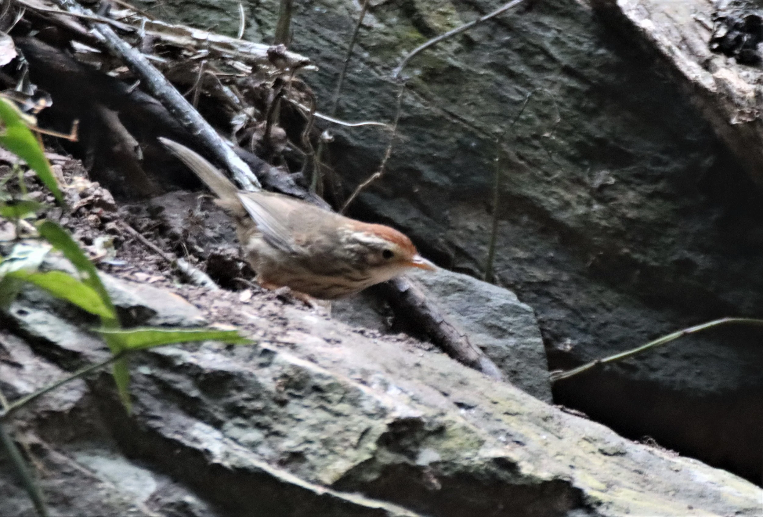 BABBLER - PUFF-THROATED BABBLER - Pellorneum ruficeps - NEUNG HIDE KAENG KRACHAN (1).jpg