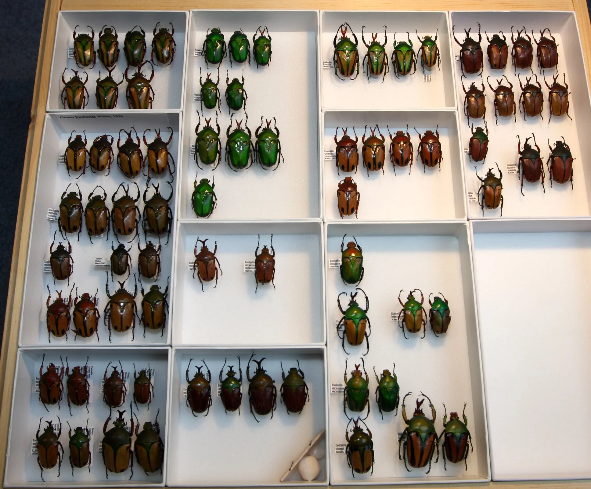 Cetoniinae 16 – Goliathini – Eudicella species.JPG