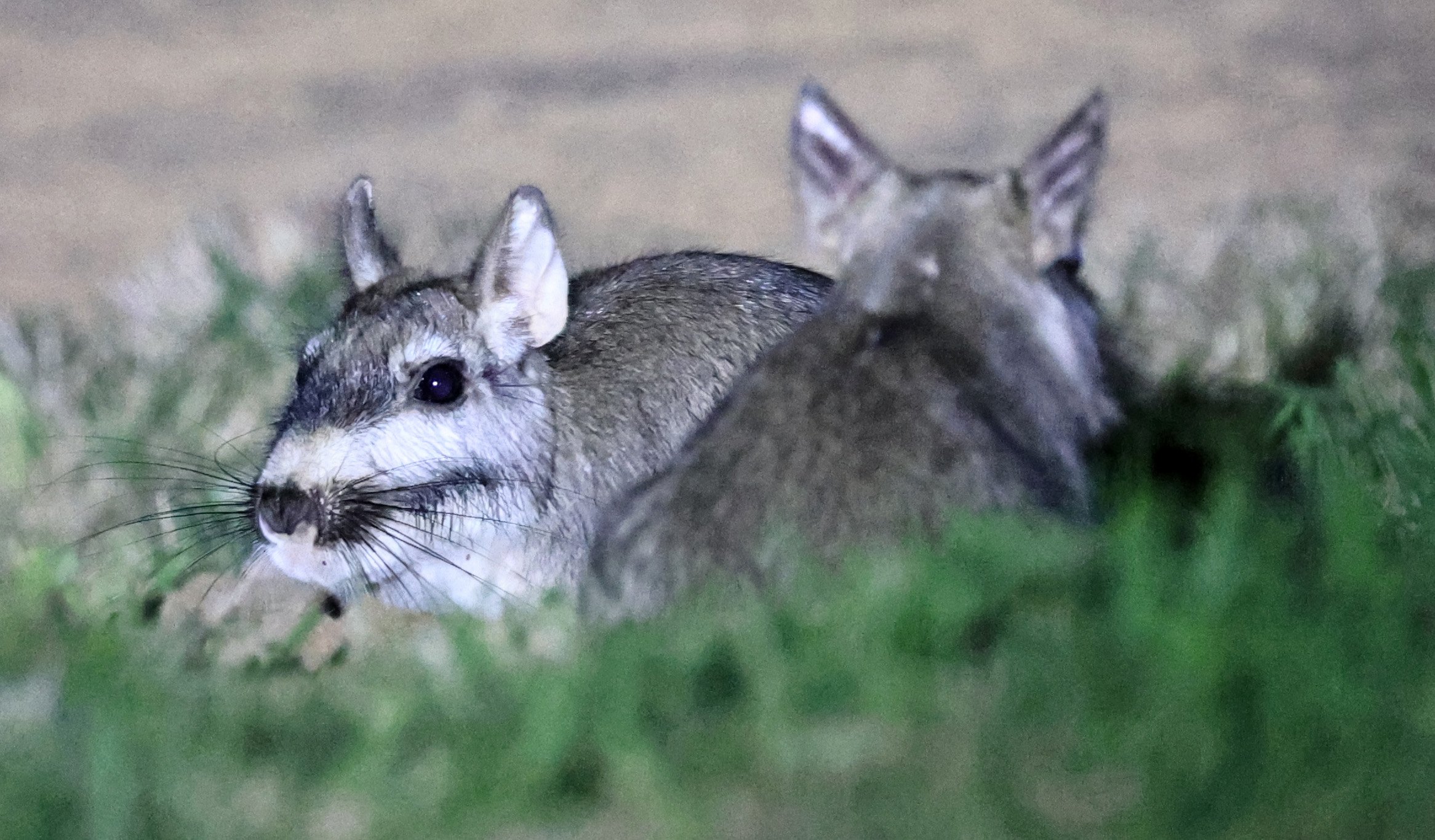 Plains Vizcacha (Lagostomus maximus) Reserva Natural Canada el Carmen, Paraguay  (30).jpg