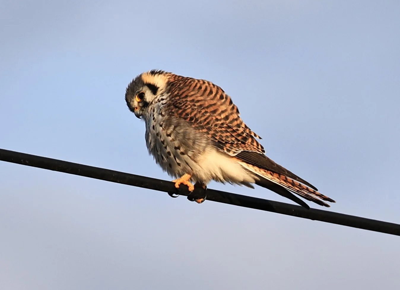 American Kestrel (Falco sparverius) Aurora Chaquena Reserve, Neuland Mennonite Colony Paraguay (15).jpg
