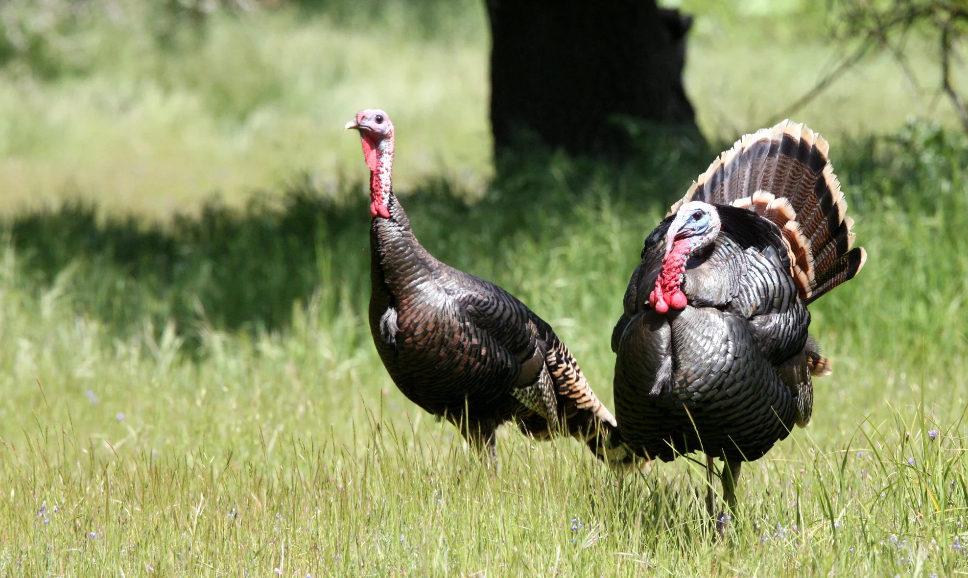 TURKEY - MERRIAM'S WILD TURKEY -  Meleagris gallopavo merriami - SACRAMENTO CALIFORNIA EFFIE YEAW NATURE RESERVE (22).JPG