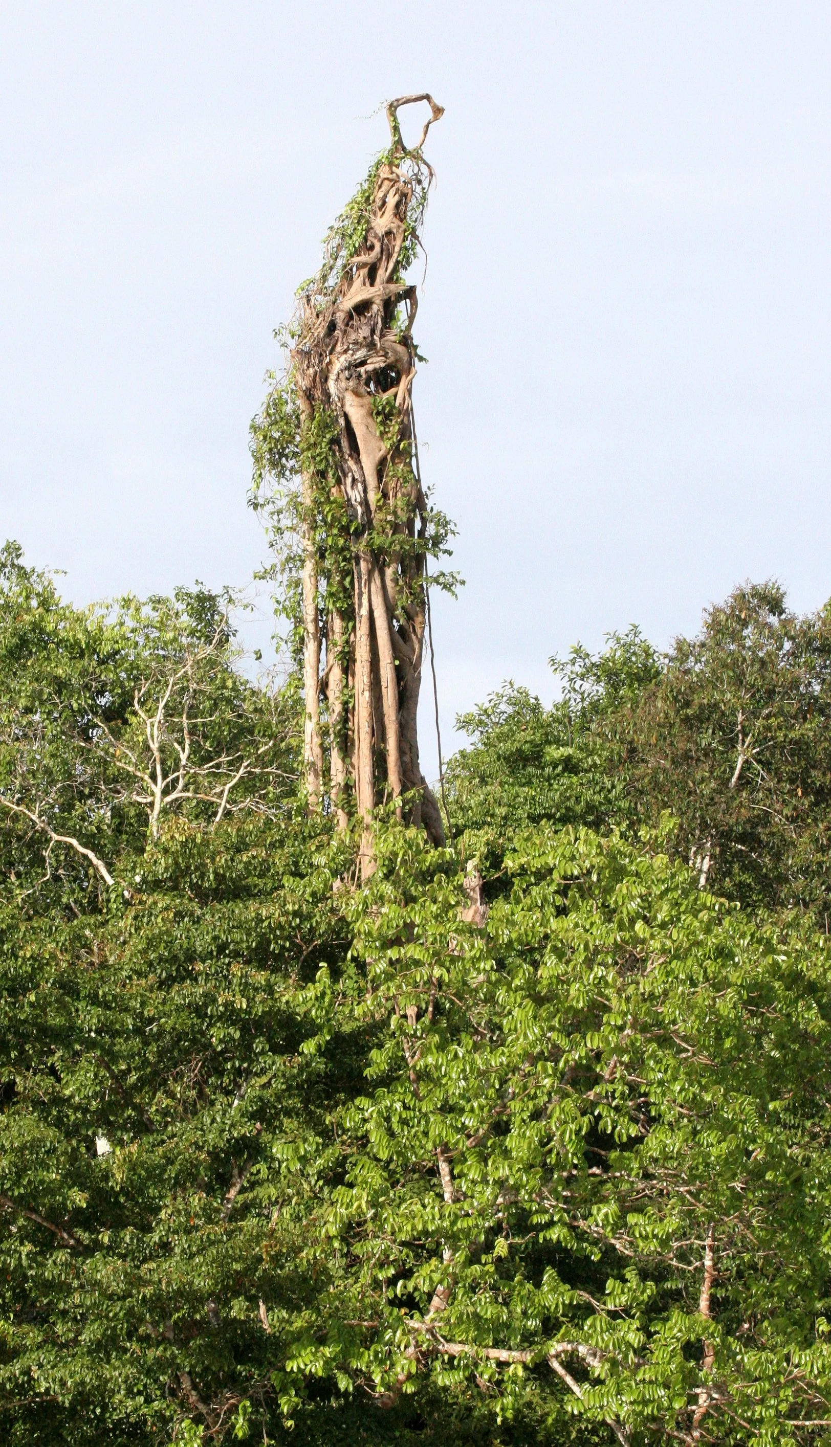 KINABATANGAN RIVER BORNEO - FICUS SPECIES .JPG