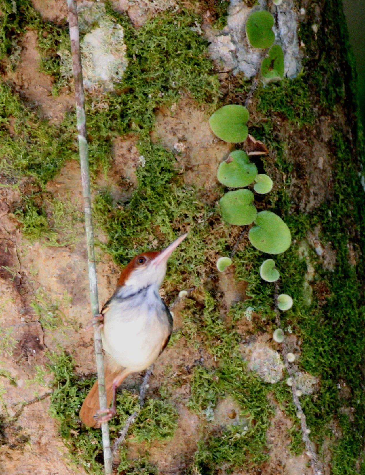BIRD - TAILORBIRD - ASHY TAILORBIRD - DANUM VALLEY BORNEO  (7).JPG