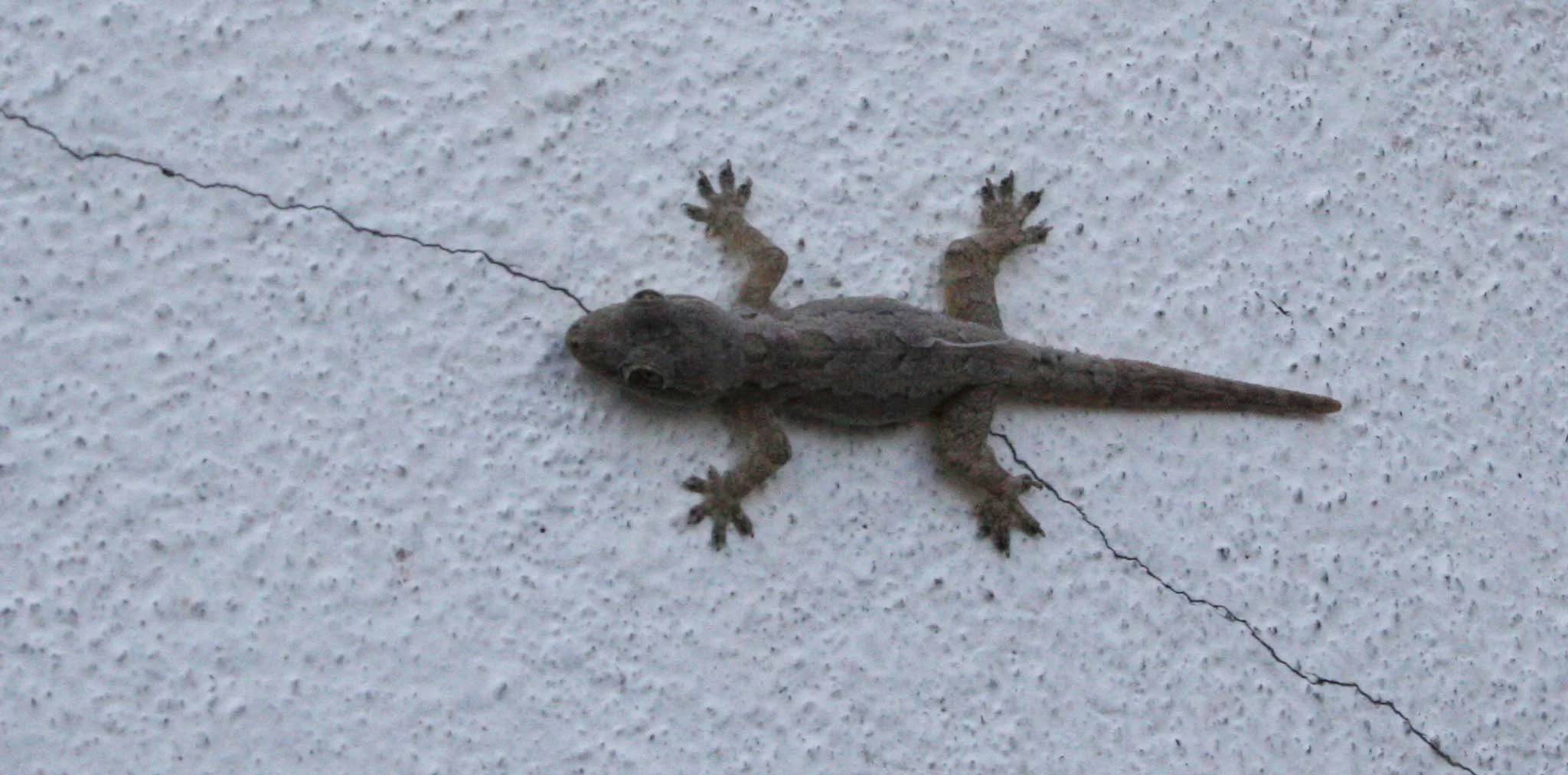 Hemidactylus platyurus - FLAT-TAILED HOUSE GECKO - AYUDTHAYA THAILAND (1).JPG