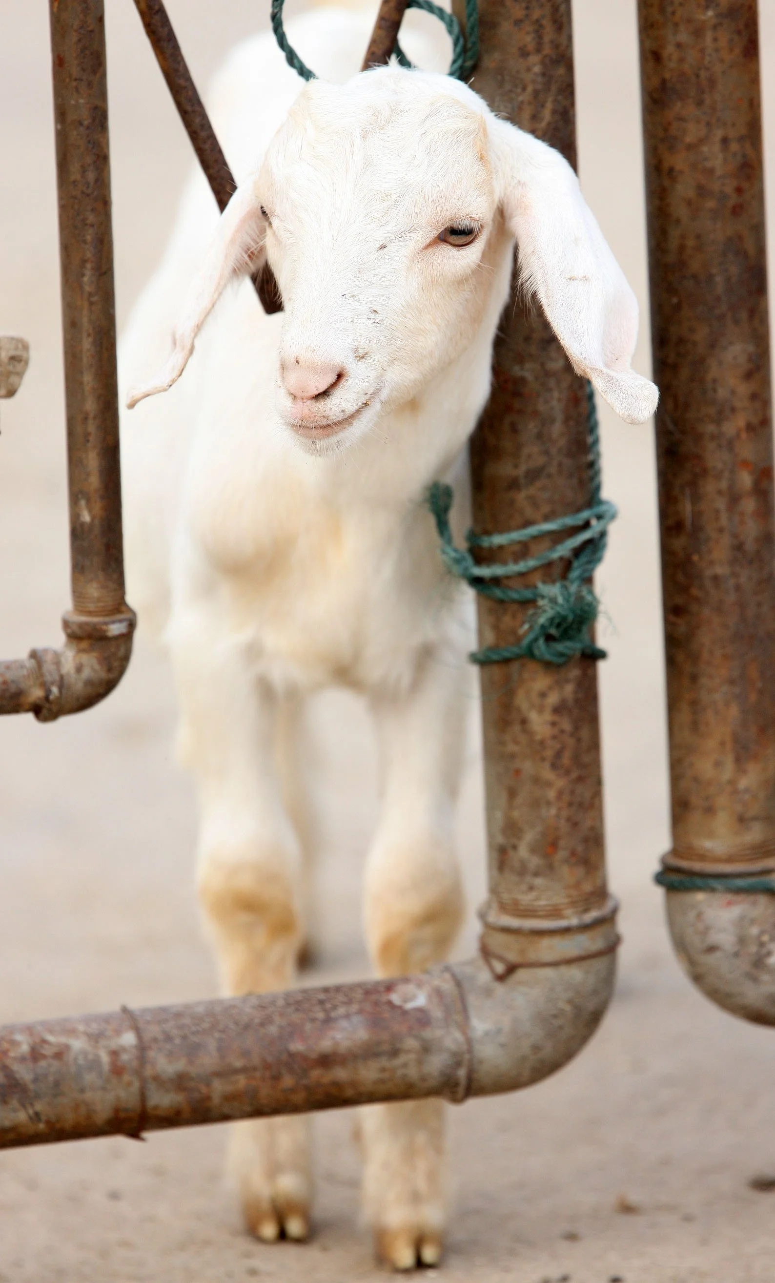 RUDONG CHINA -  BIRDING TRIP - 15-17 OCTOBER 2010 (22).JPG