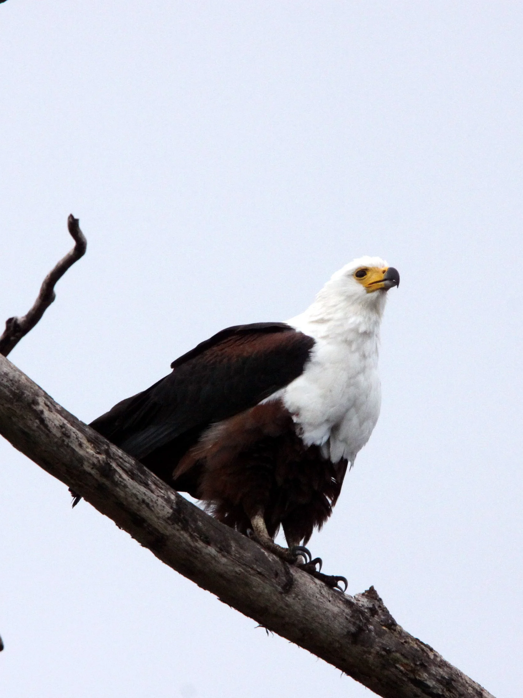 Haliaeetus vocifer - AFRICAN FISH EAGLE - SAINT LUCIA WETLANDS RESERVE - SOUTH AFRICA (5).JPG