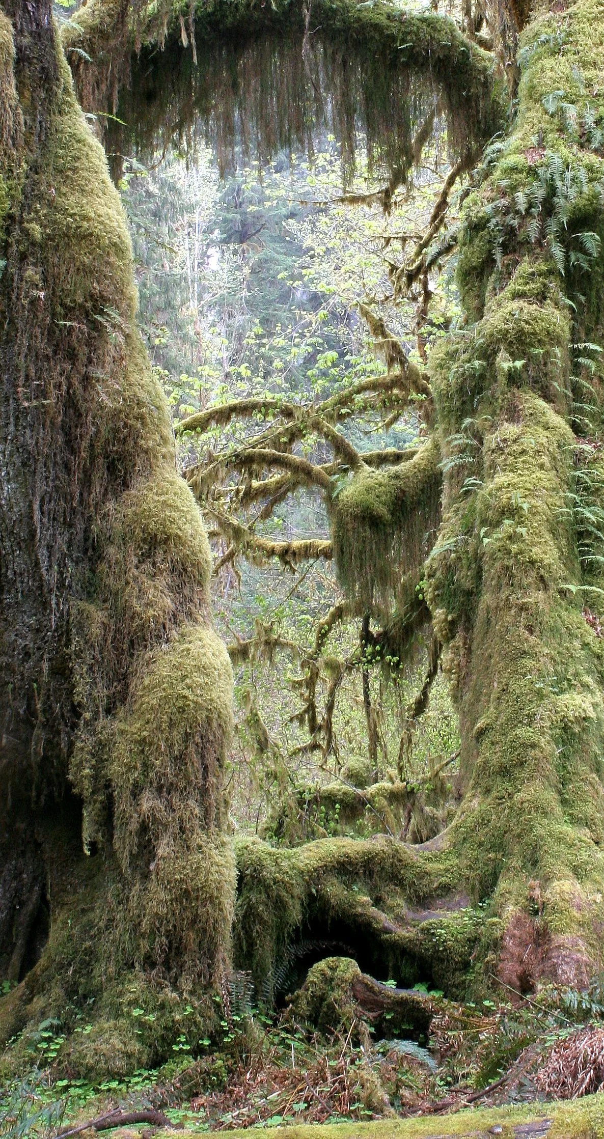 HOH RIVER VALLEY - HALL OF MOSSES (62).JPG
