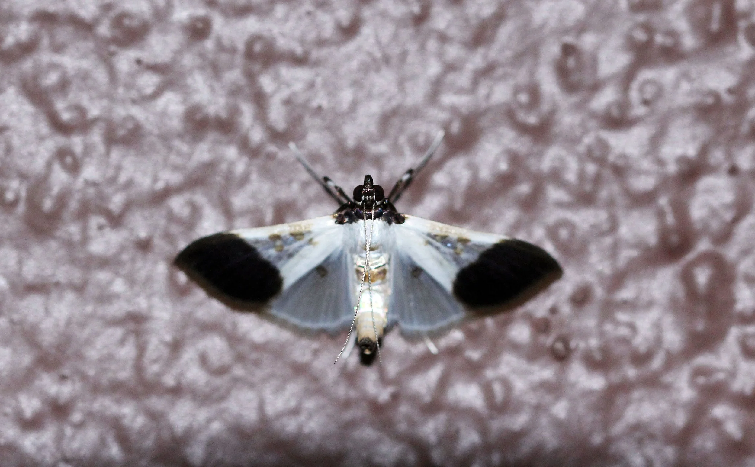 Family Crambidae - Snout Moths 