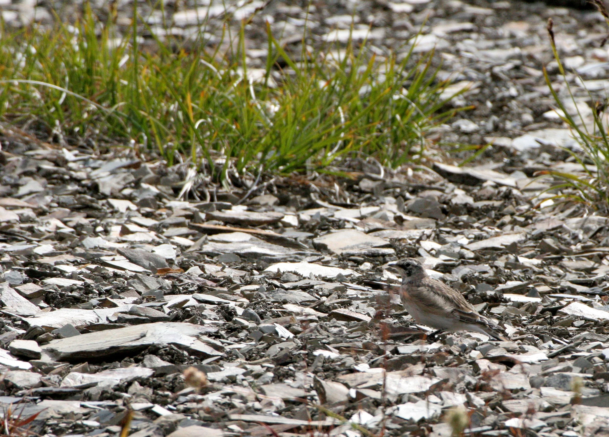 Horned Lark (Eremophila alpestris) Olympic National Park Washington (5).JPG