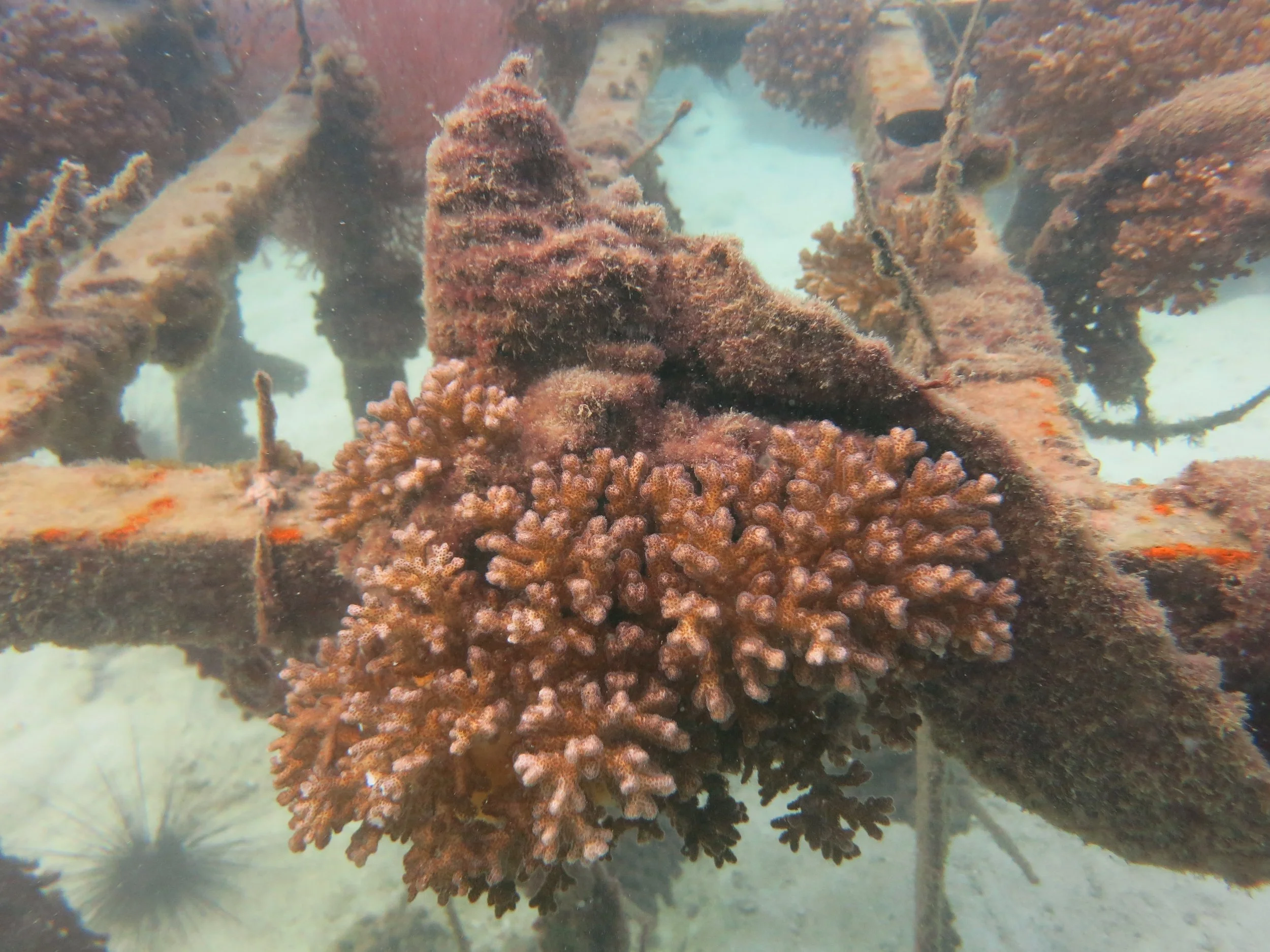 2016 BPS Satthahip Dive Trip with Marine Conservation Club (17).JPG