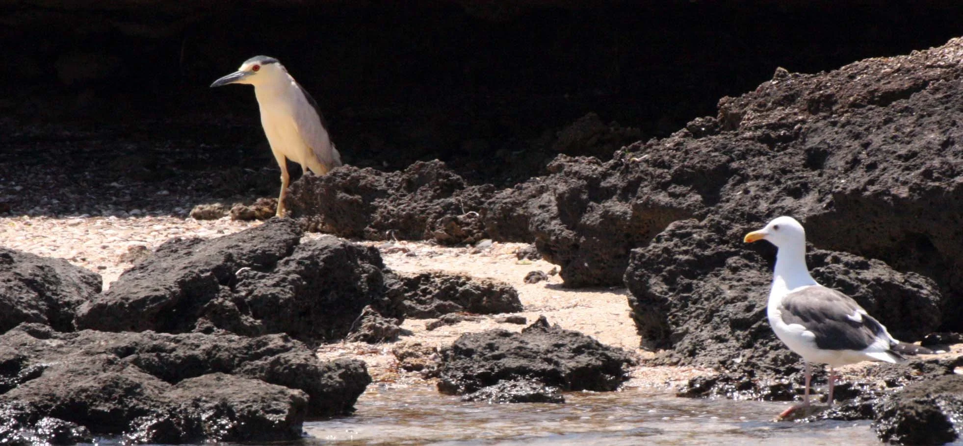 HERON - BLACK-CROWNED NIGHT HERON - Nycticorax nycticorax - SAN IGNACIO LAGOON BAJA MEXICO (10).JPG