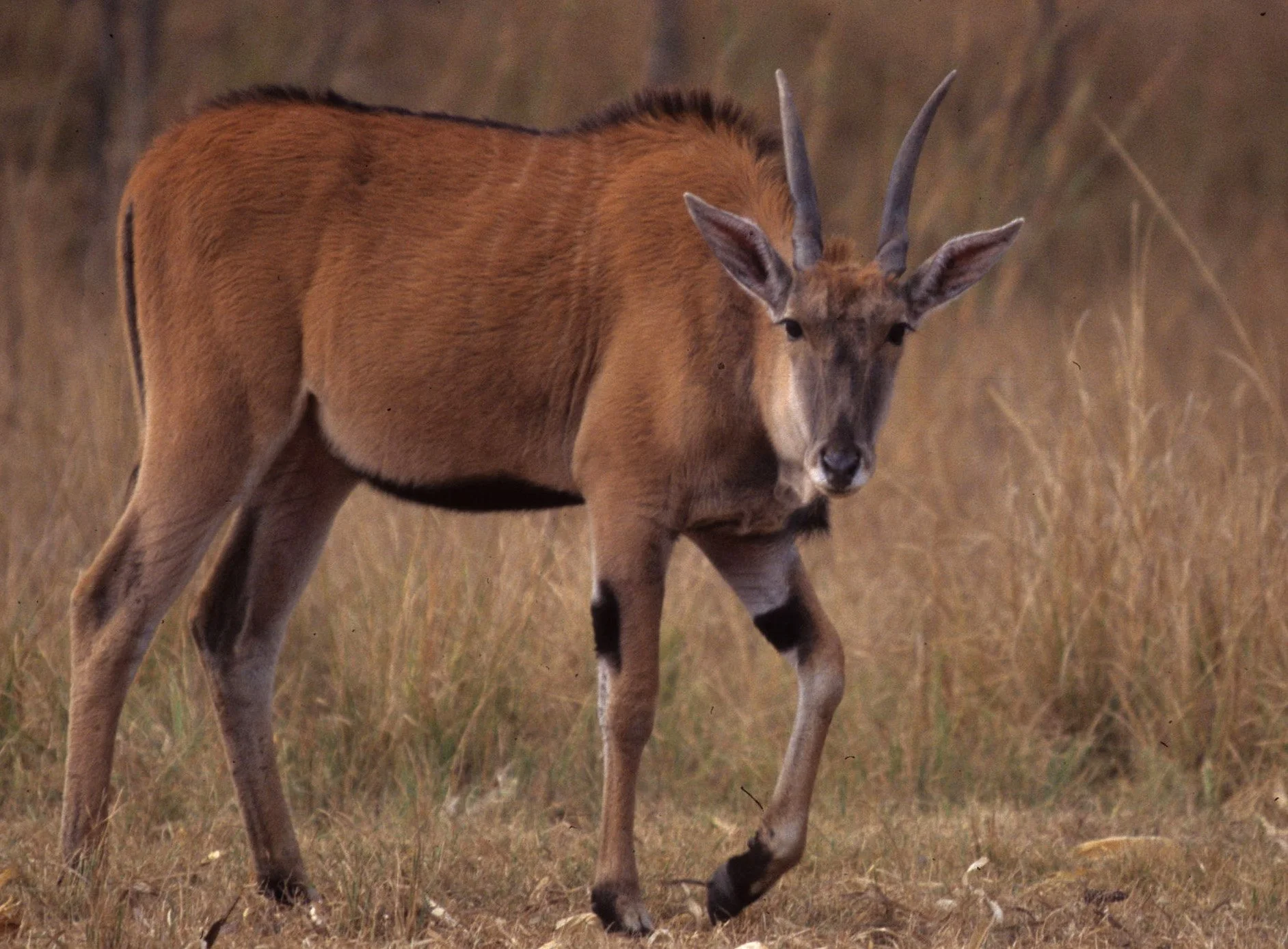 BOVID - ELAND - LESSER - ZIMBABWE (7).jpg