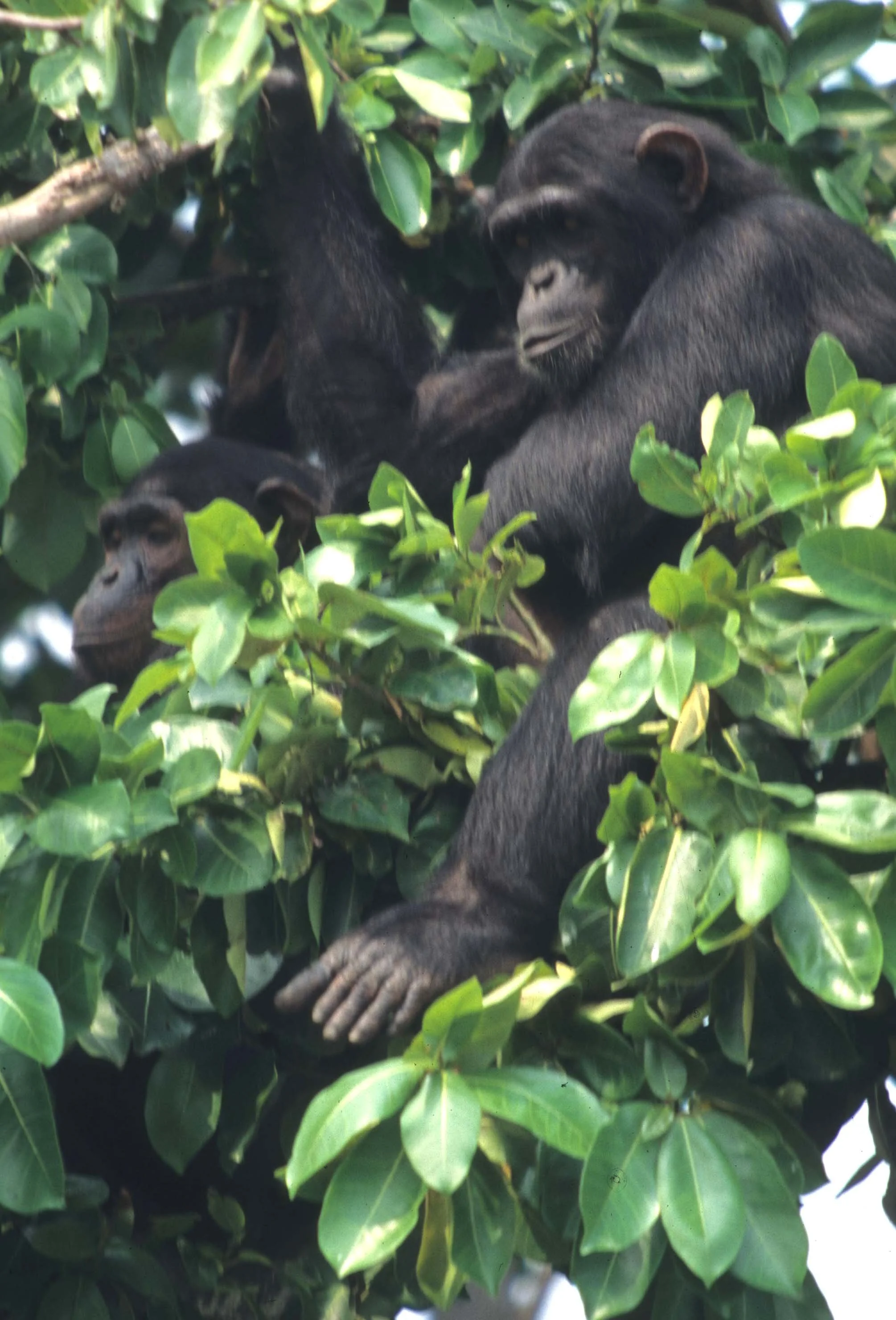 PRIMATE - CHIMP - UGANDA 10.jpg
