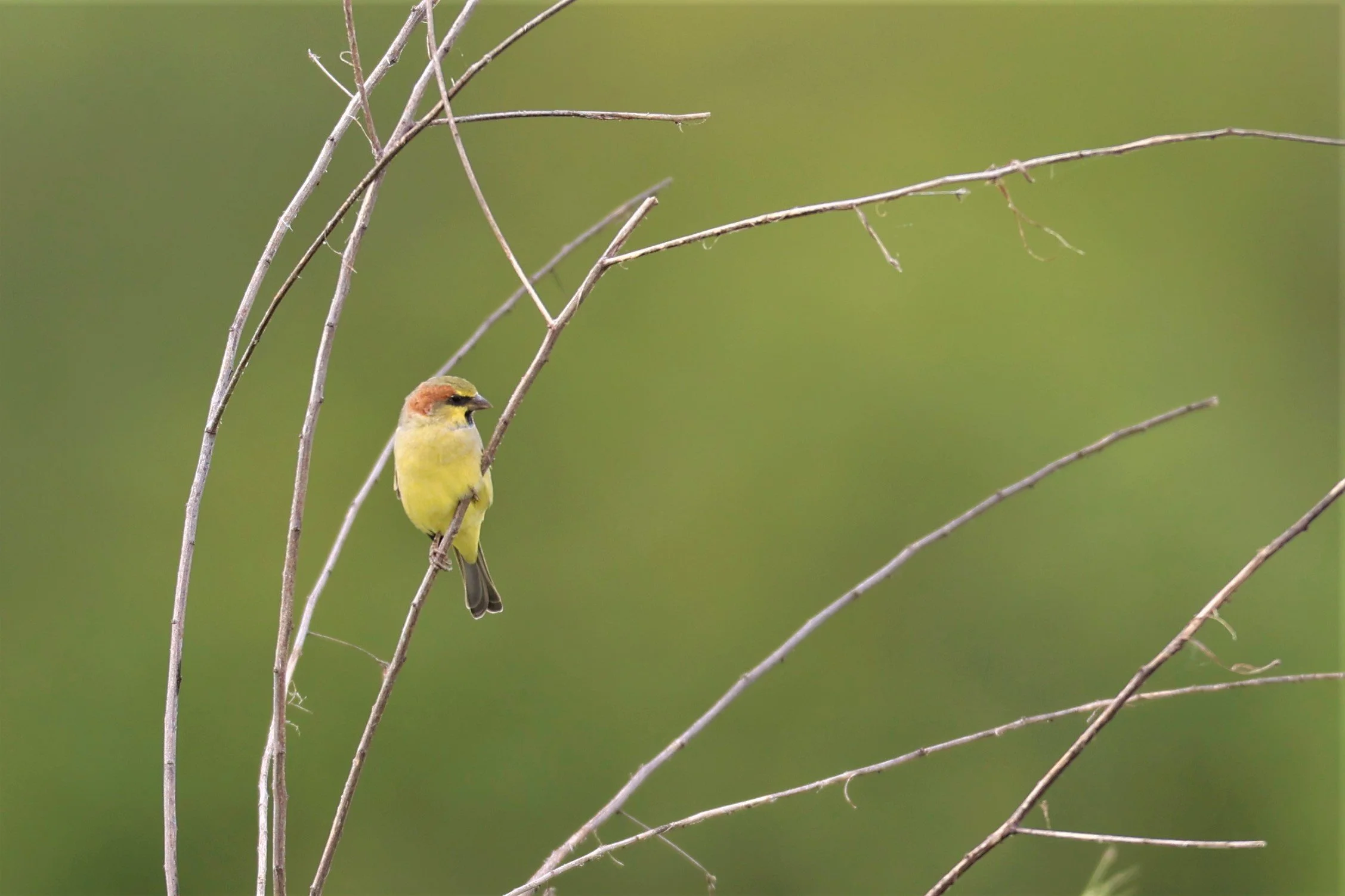 Plain-backed Sparrow (Passer flaveolus) Khlong Tamru Thailand (9).JPG