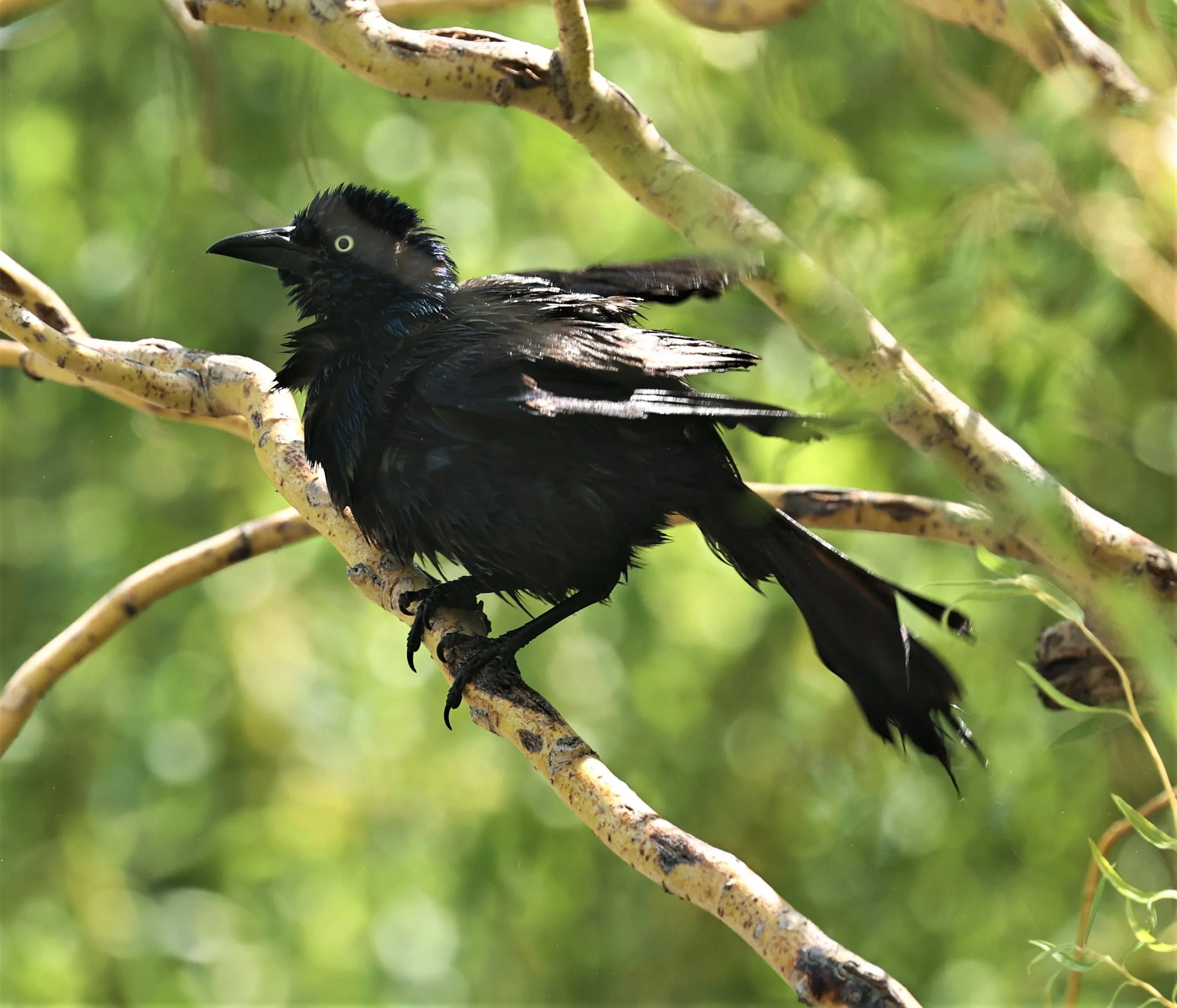 Common Grackle (Quiscalus quiscula) Henry Doorly Zoo Omaha Nebraska (4).jpg