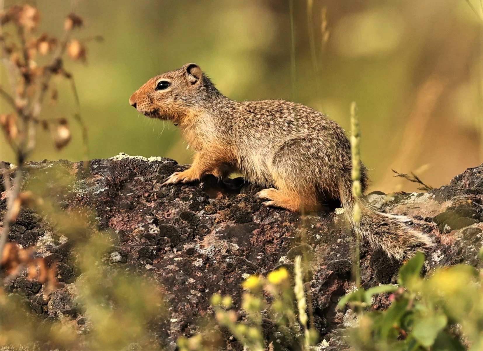 Urocitellus brunneus - NORTHERN IDAHO GROUND SQUIRREL - TAMARACK IDAHO JULY 2022 (36).jpg